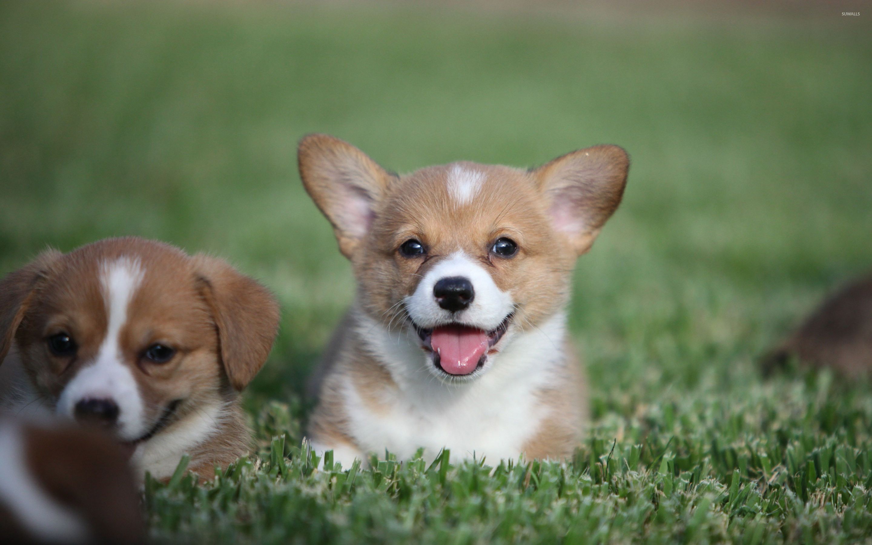 Corgi Puppy Wallpaper background .pavbca.com