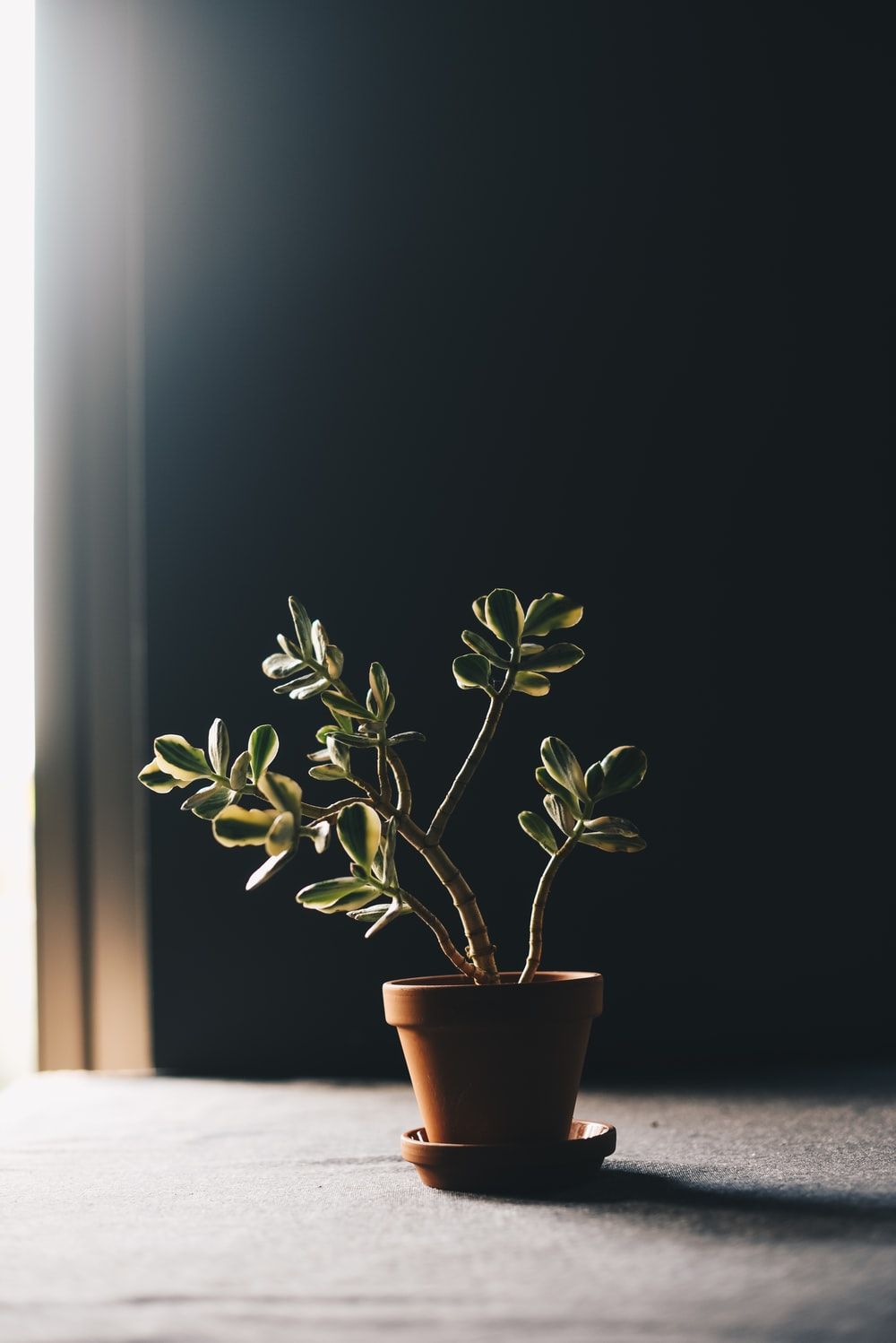 House Plant Picture [HD]. Download Free Image