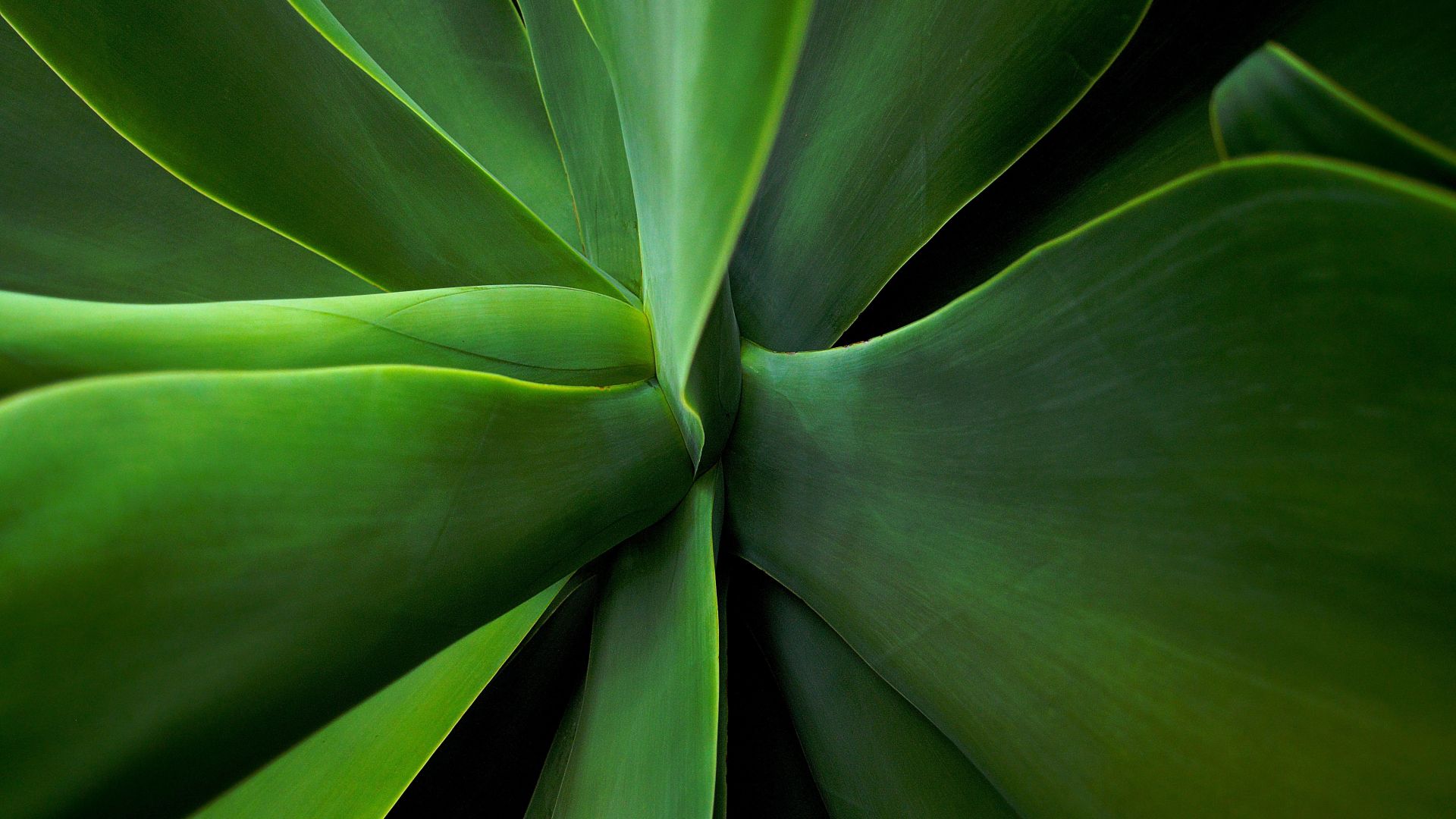 hd, hdtv, fhd, 1080p, 1920x1080 HD .wallpapermug.com