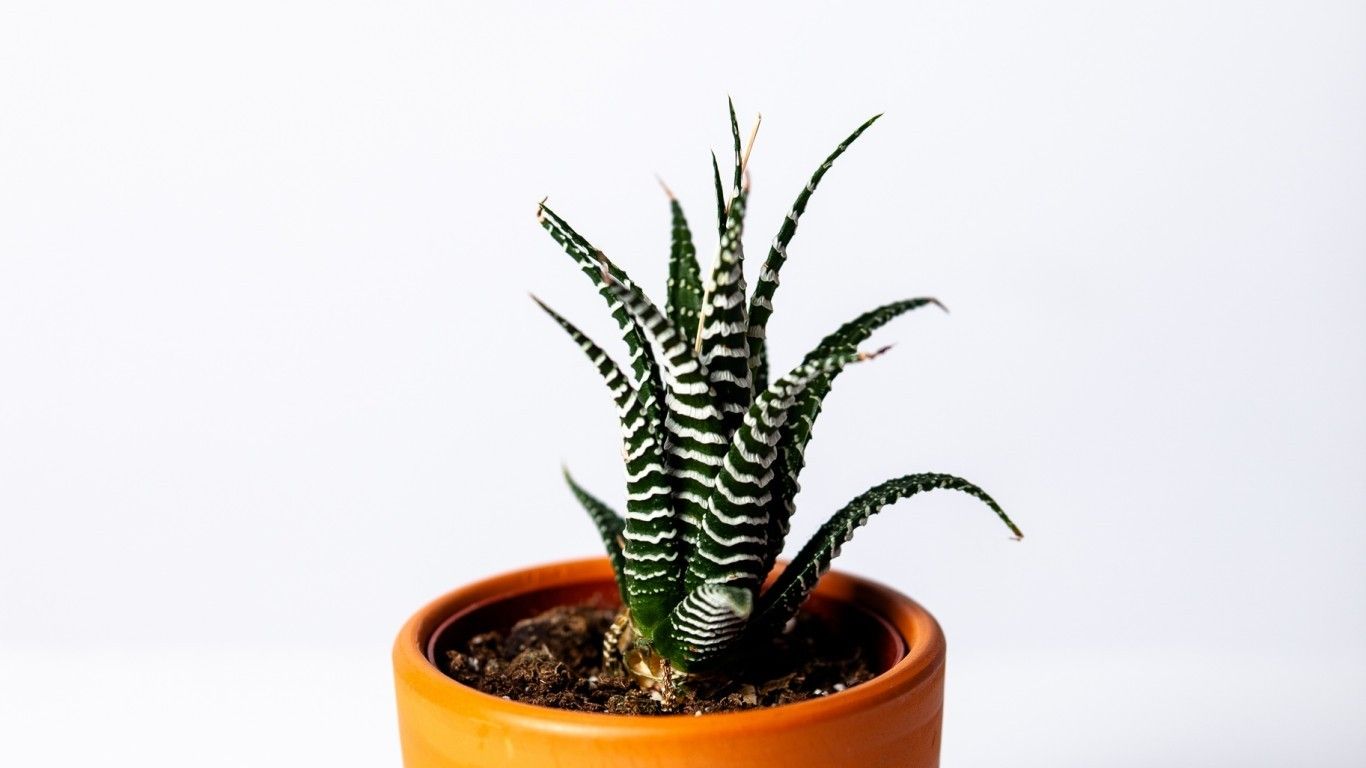 Cactus, Pot, Houseplant, Succulent .wallpapertip.com