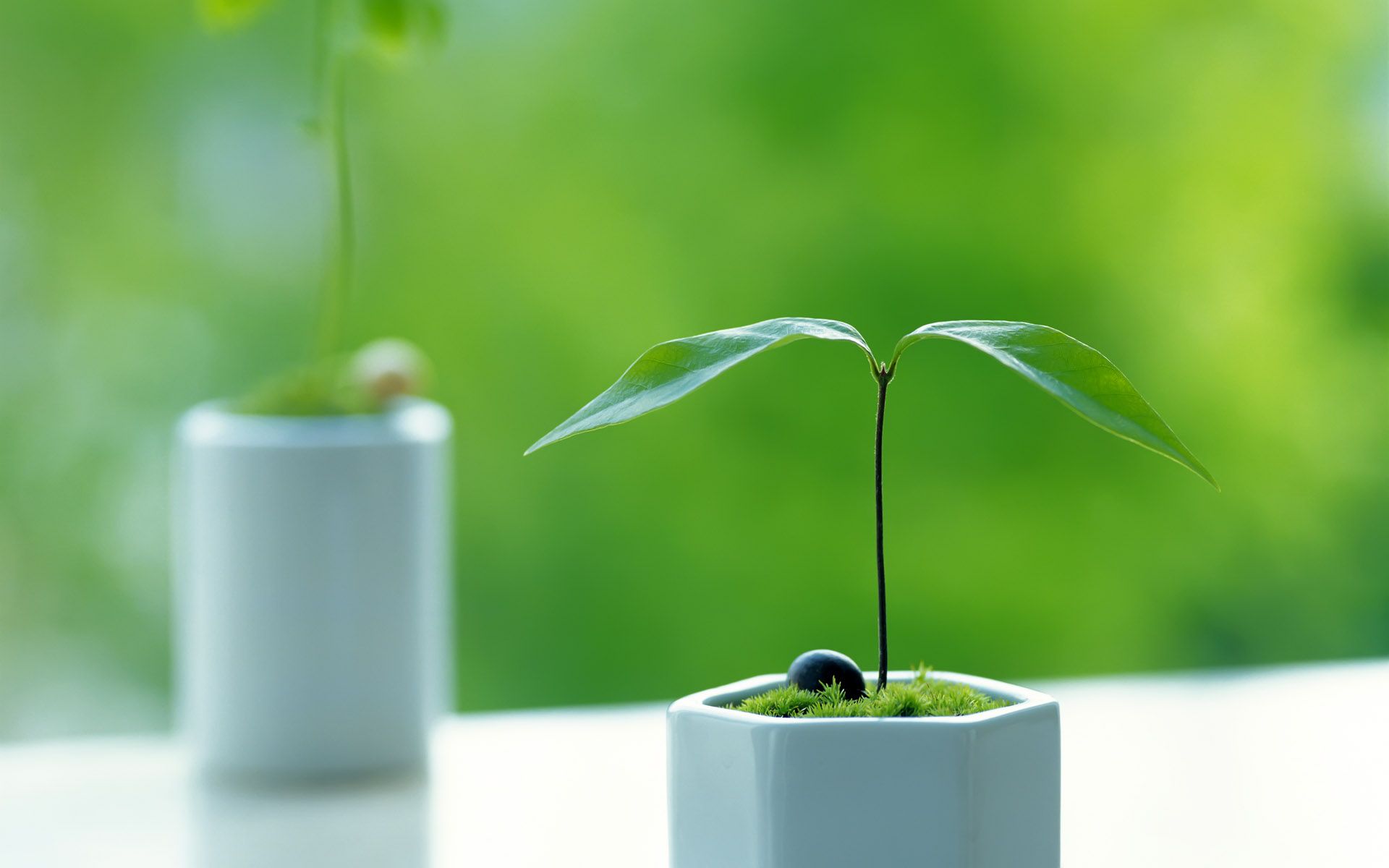 Plants Wallpaper Hd Resolution .thepatentmagicplant.com