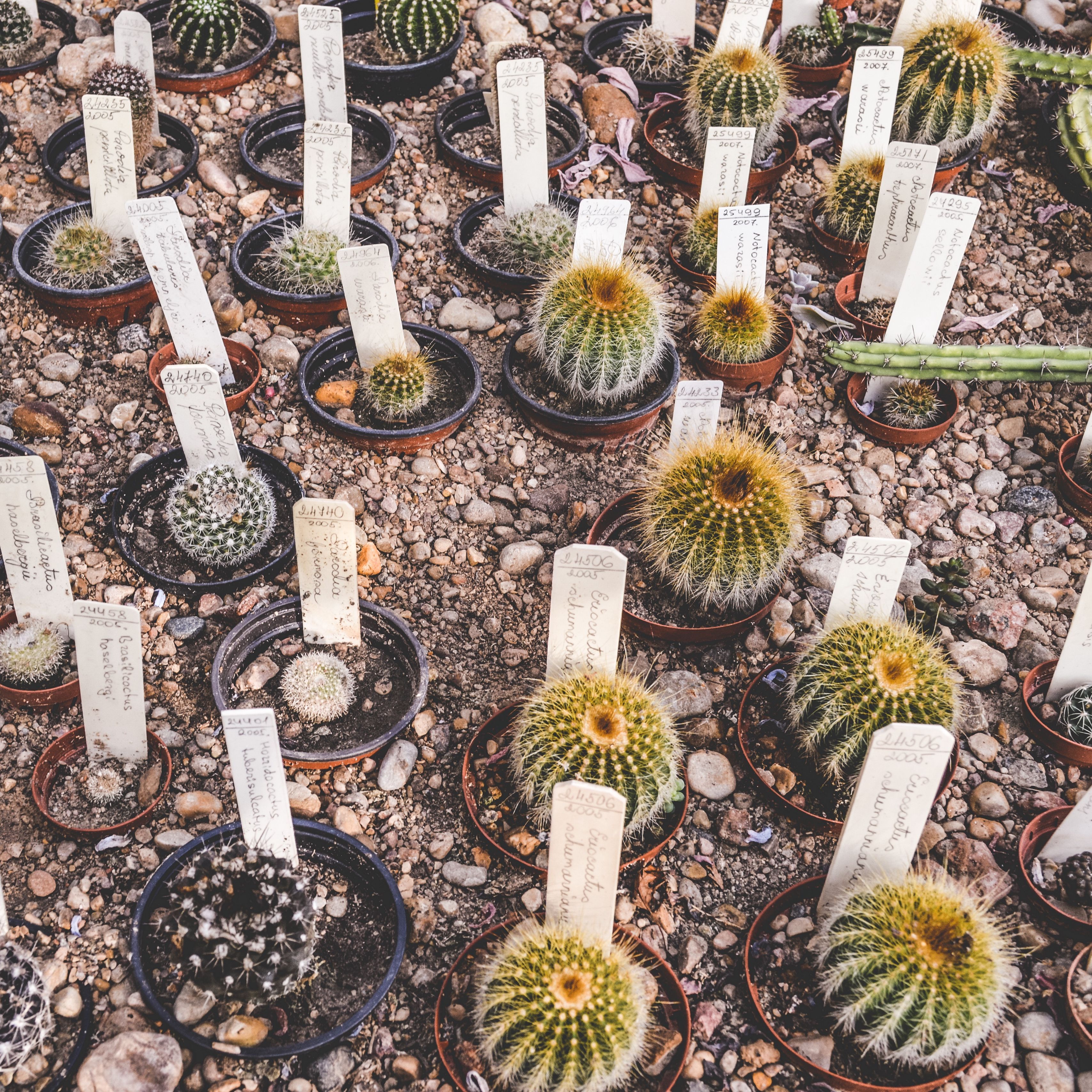 Download wallpaper 3415x3415 cactus .wallpapercraft.com