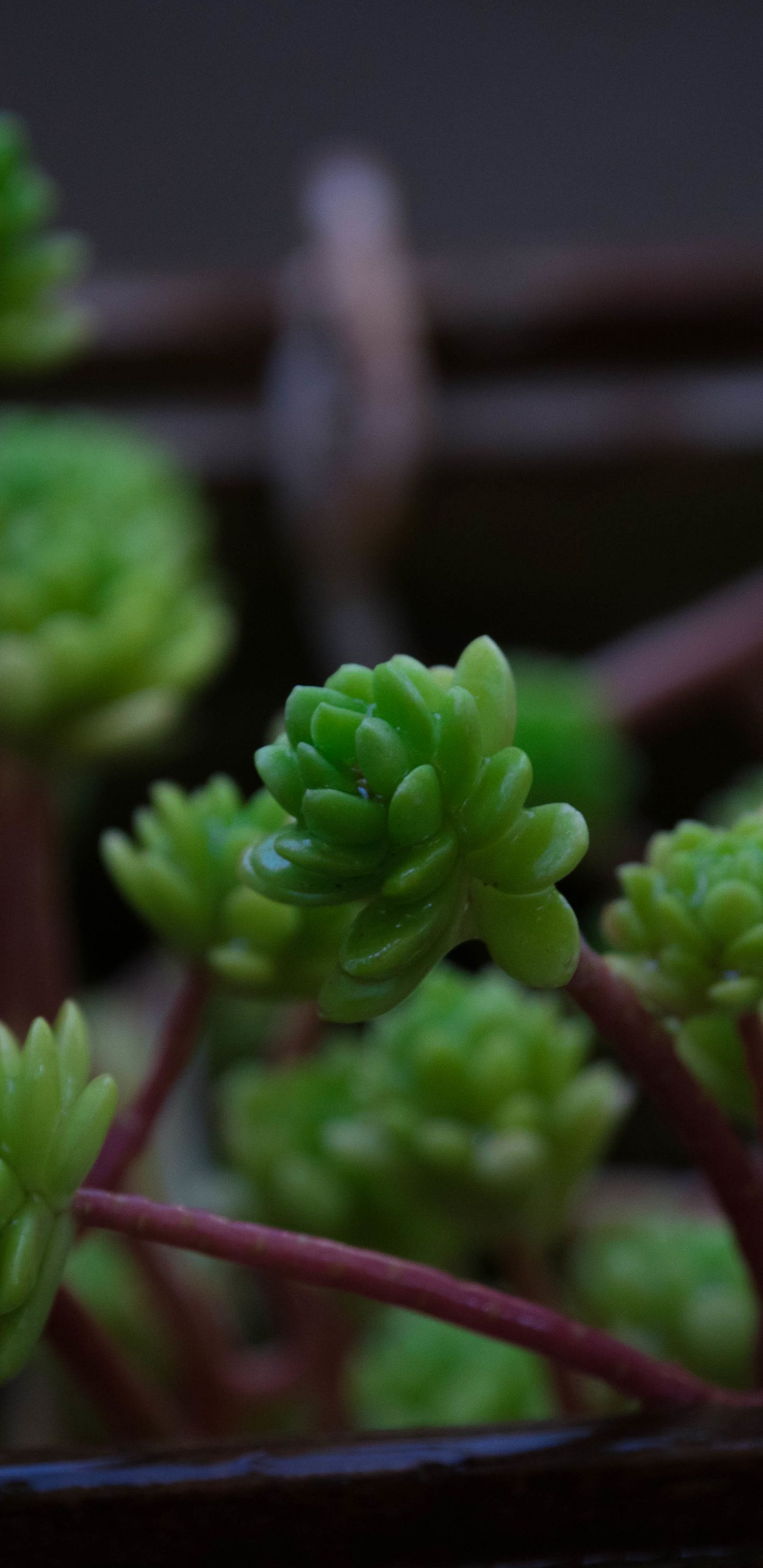 Download 1440x2960 wallpaper small .wallpapermug.com