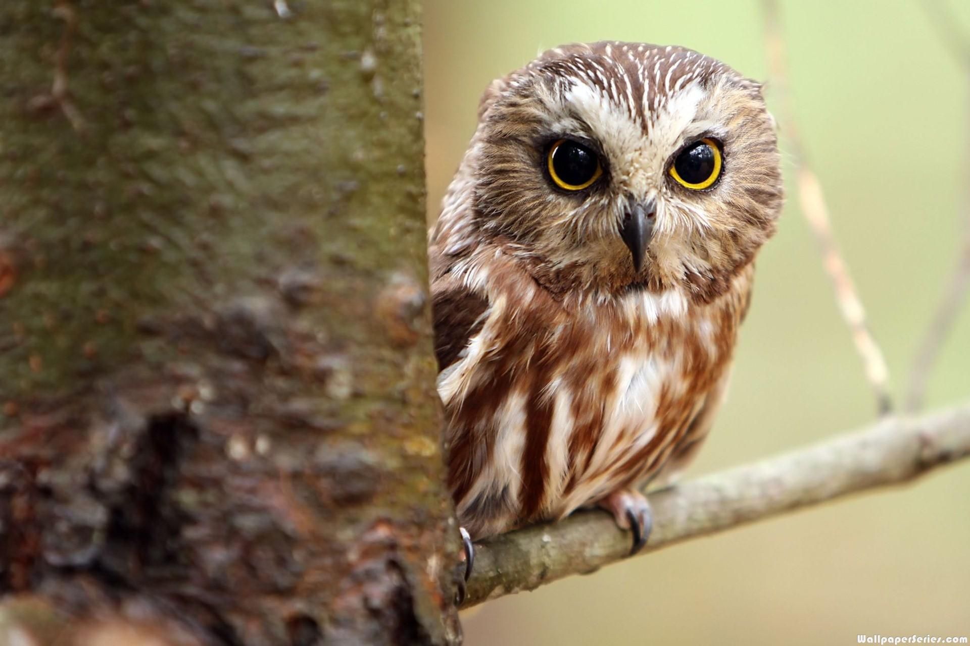 Cute baby owl .co.uk