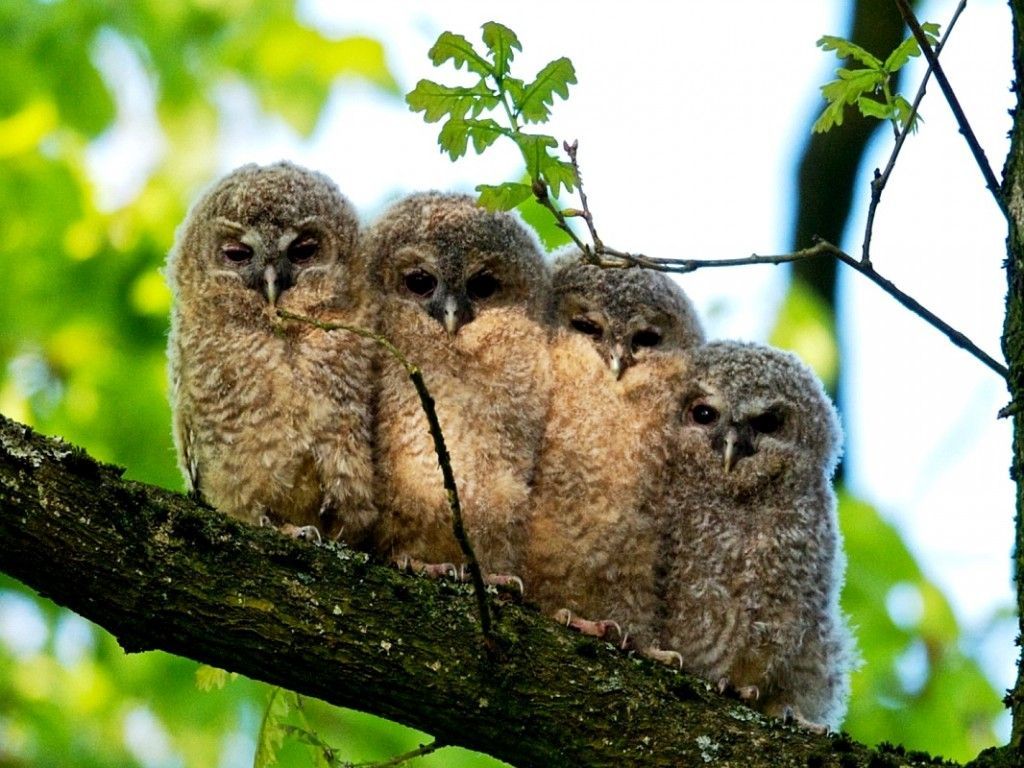 Baby Owls | Owlegories Wiki | Fandom, image size:1024x768