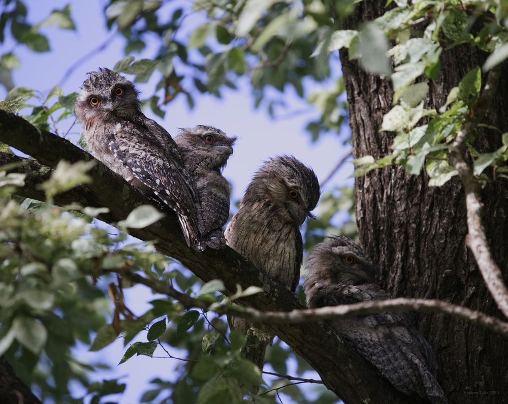 Baby Owl Picture. Download Free .com