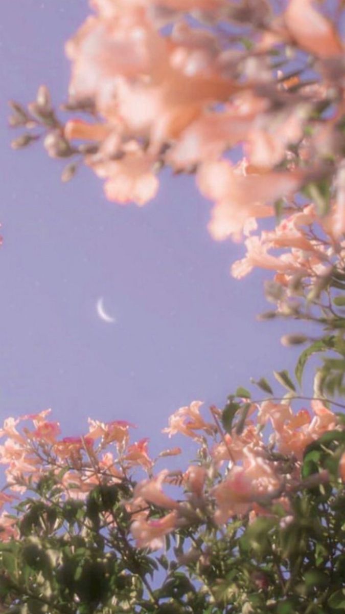 cute flowers with moon. Nature aesthetic, iPhone wallpaper tumblr aesthetic, Spring aesthetic