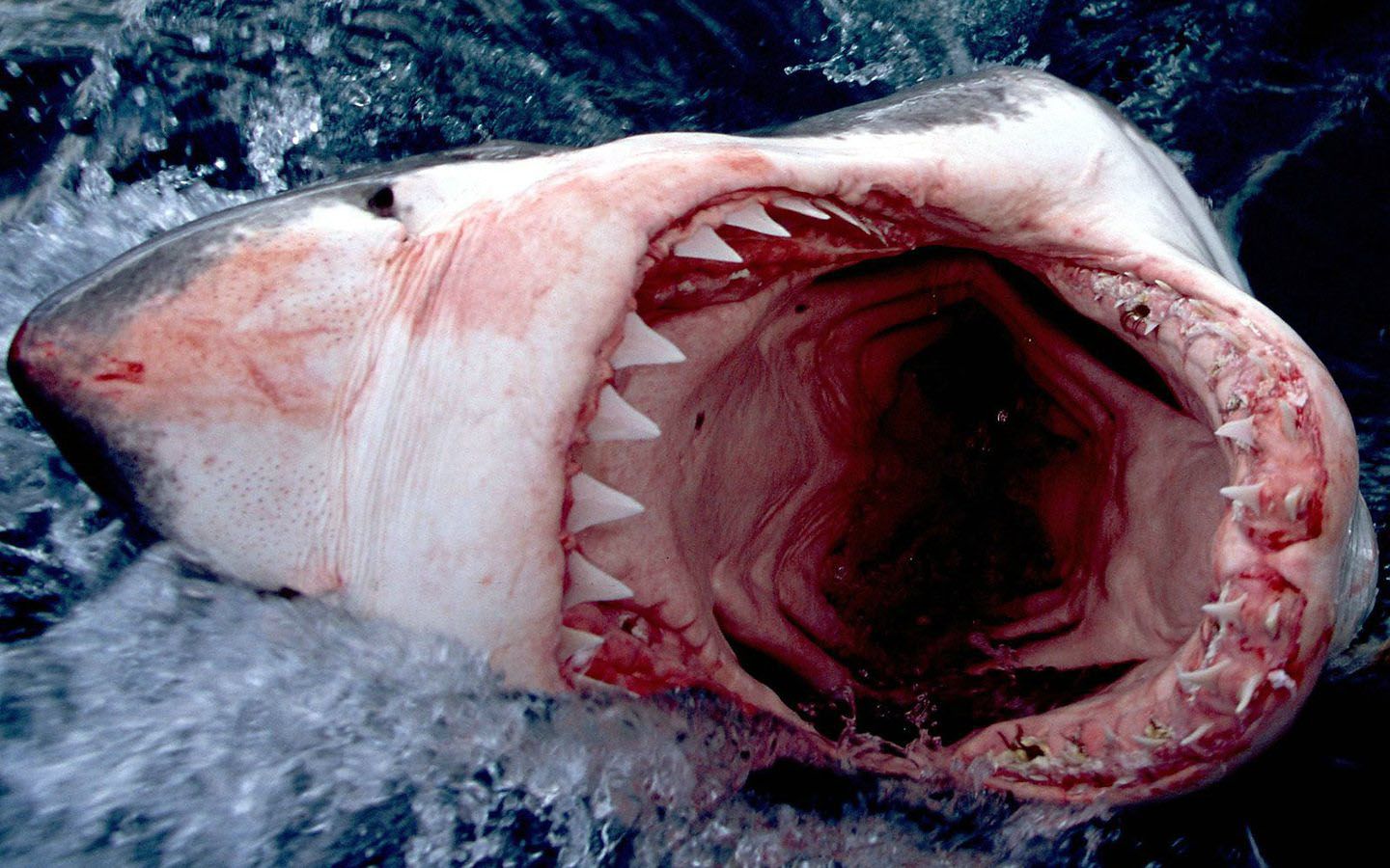 Free download Scary Shark Wallpaper .wallpaperafari.com