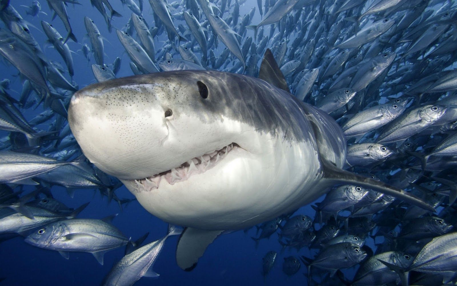 Scary Shark Wallpaper