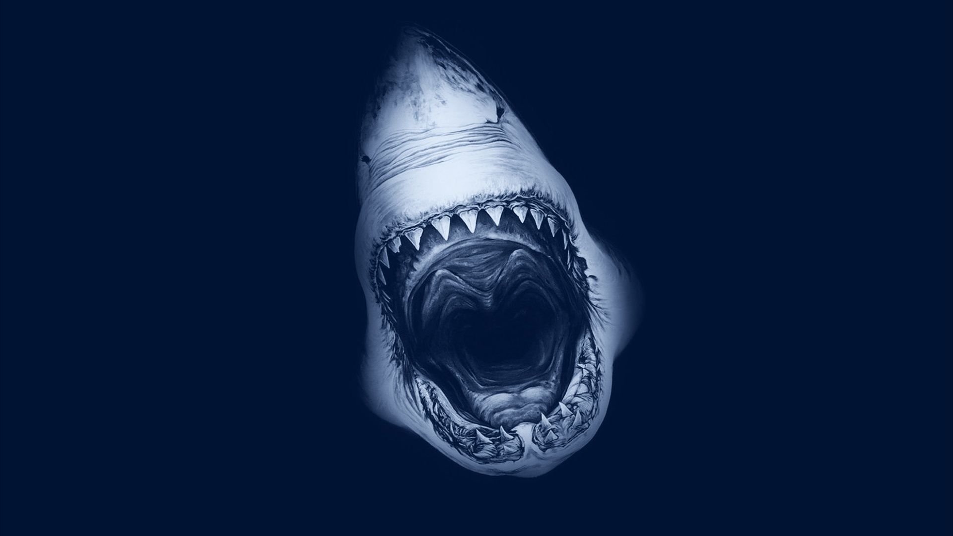Shark HD Wallpaper 1662 - Shark HD .digitalresult.com