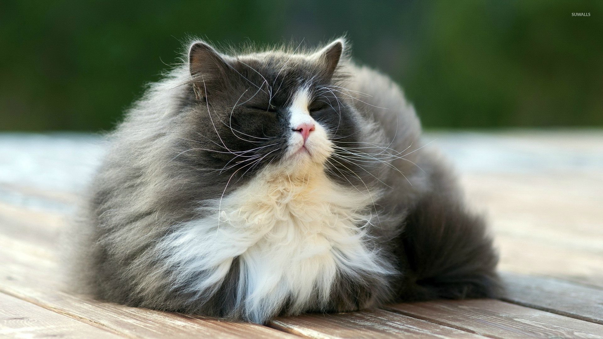 Fluffy Cat Wallpaper Cats Wallpaper & Background Download
