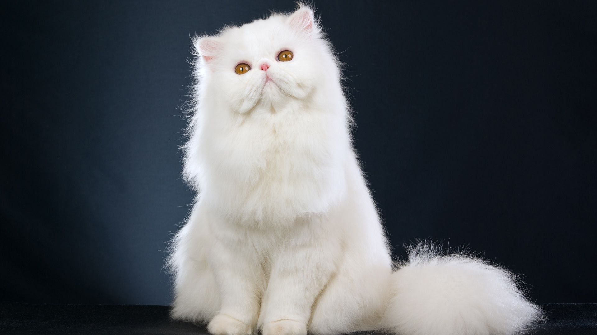 White Fluffy Cat Free Transparent Image .mewallpaper.com