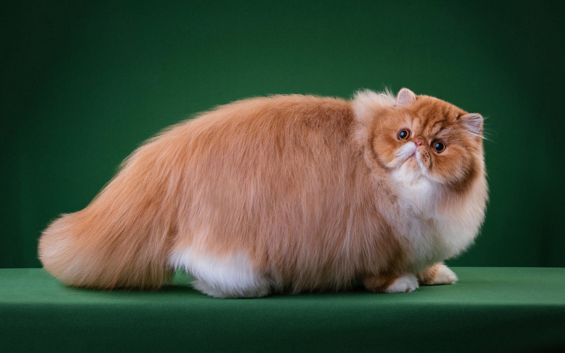 Ginger Persian Cat, Big Fat Cat, Fluffy .teahub.io