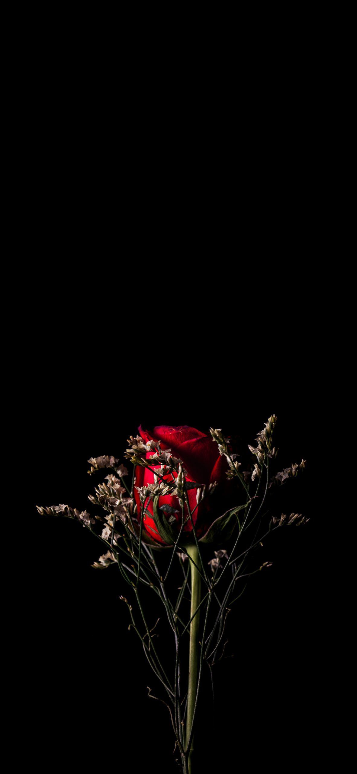 Single red rose. Red roses wallpaper .com