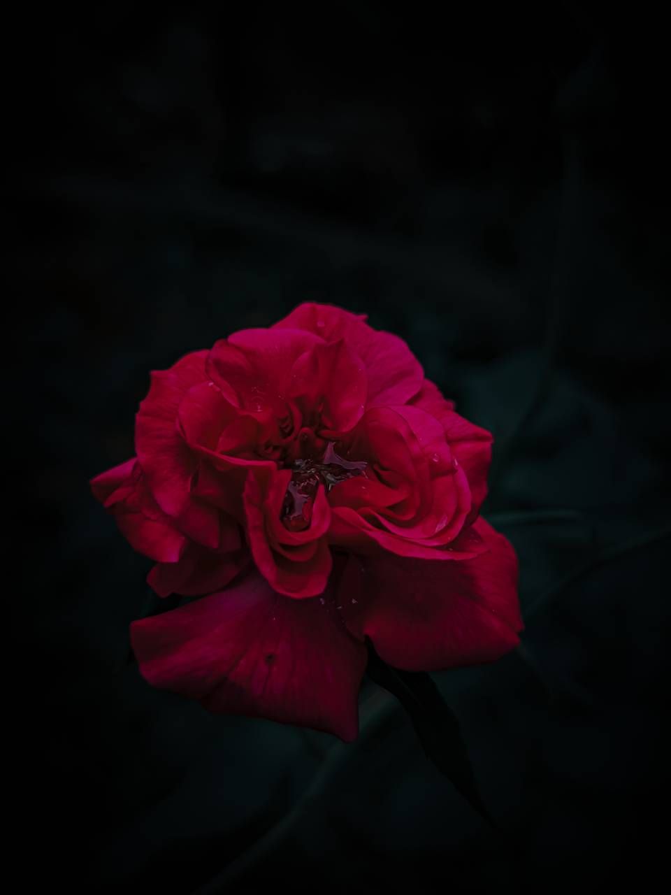 Amoled Red rose wallpaper by .zedge.net