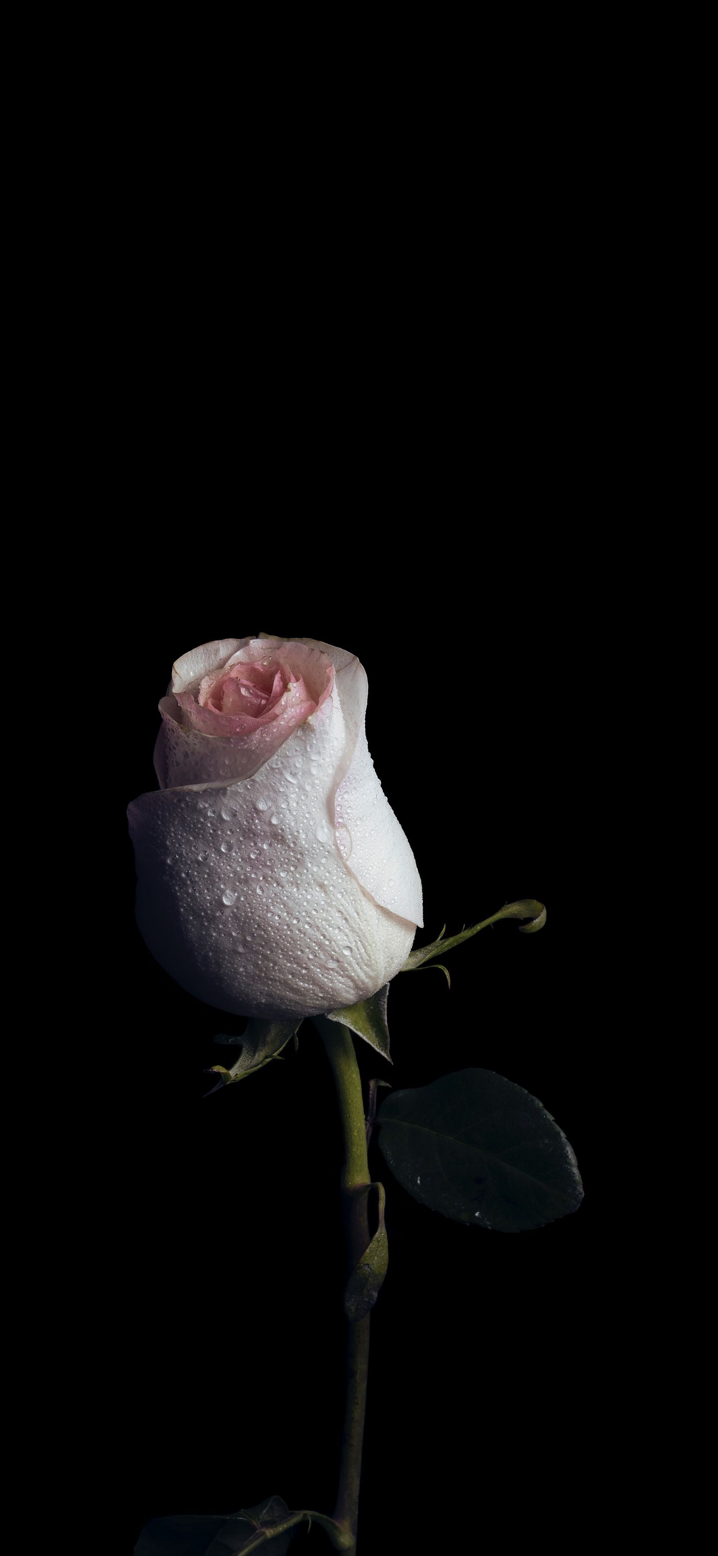 Amoled Rose Wallpapers Wallpaper Cave