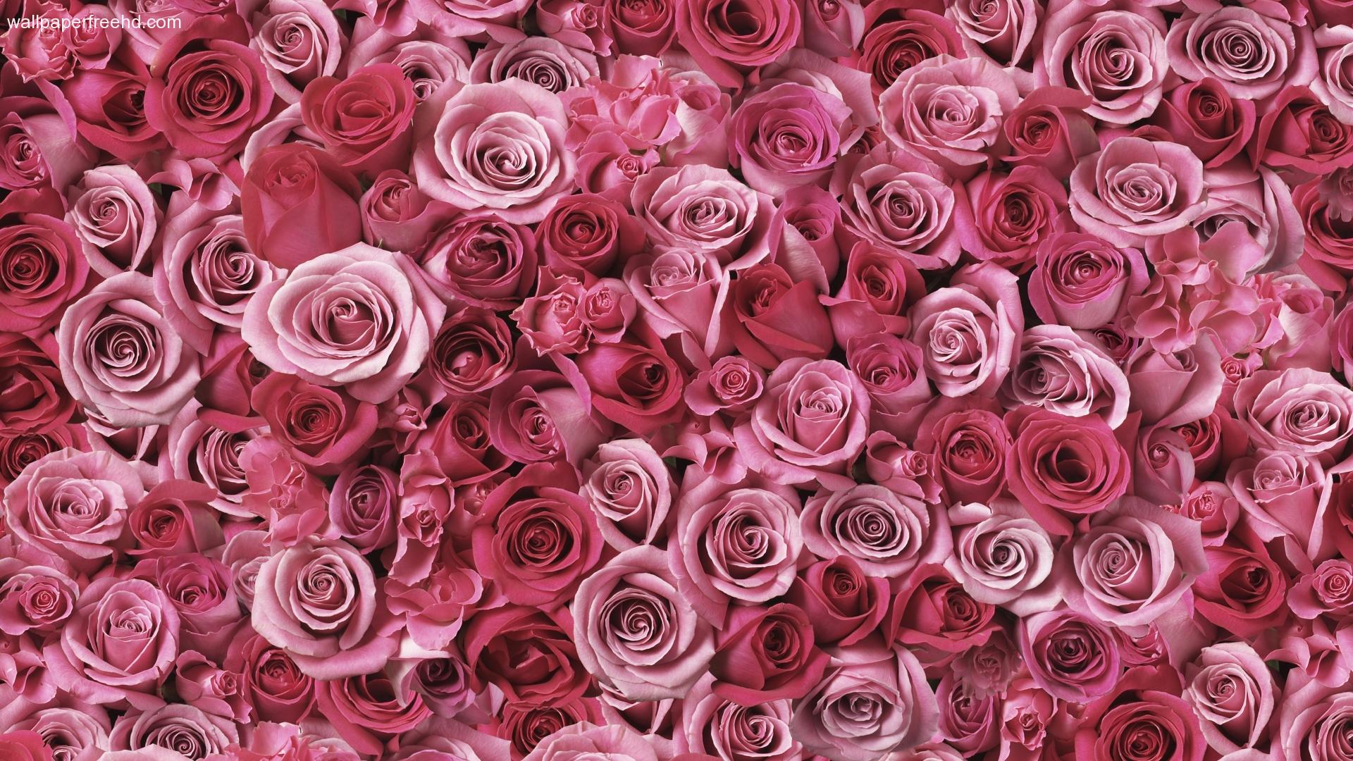 rose background tumblr hd