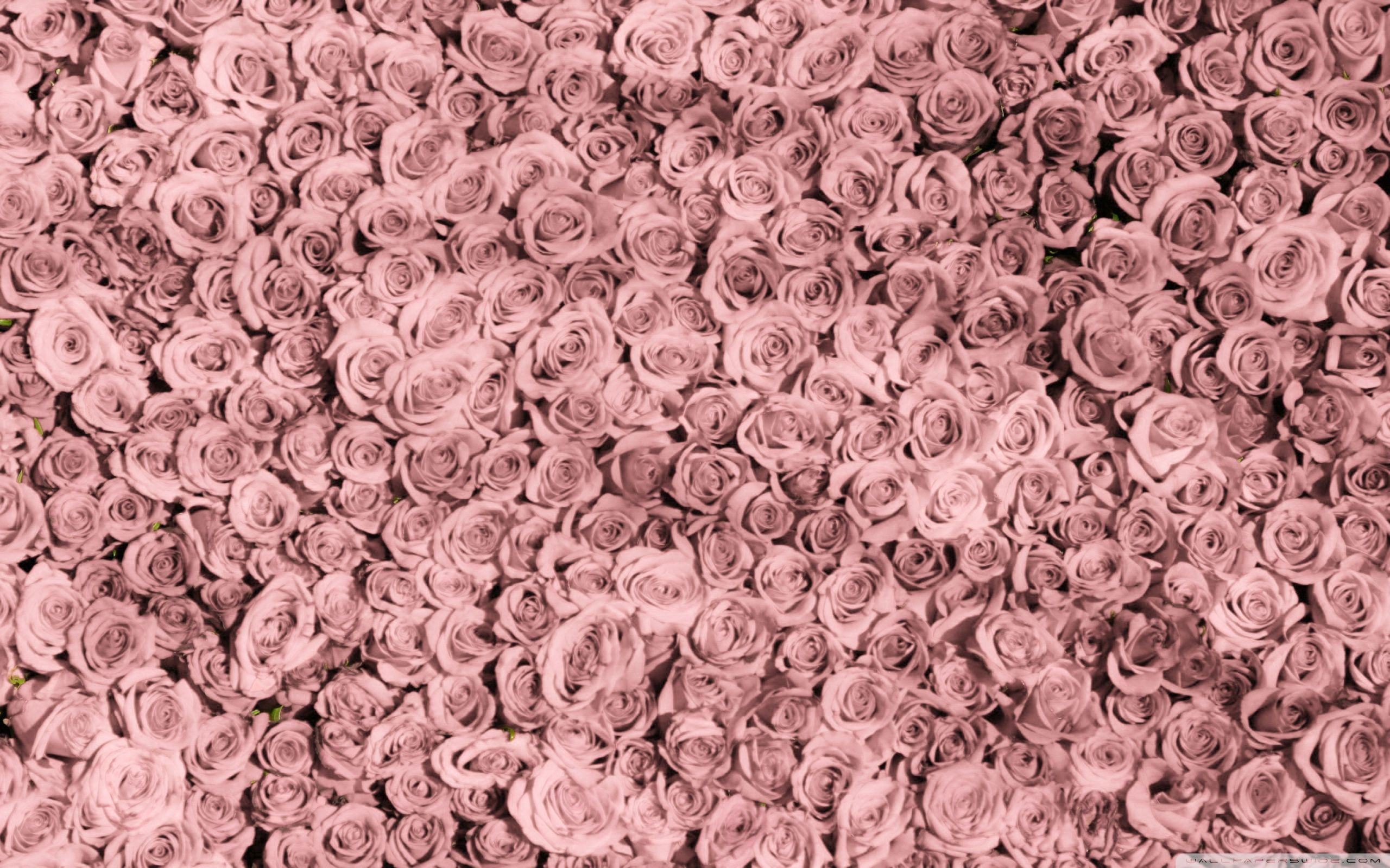 Vintage Pink Roses Tumblr Ultra HD .wallpaperwide.com