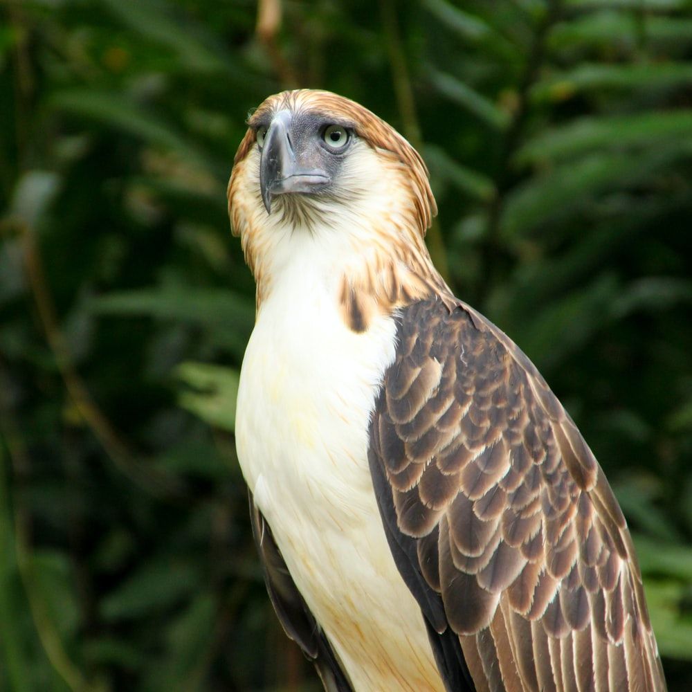 Philippine Eagle Picture. Download .com