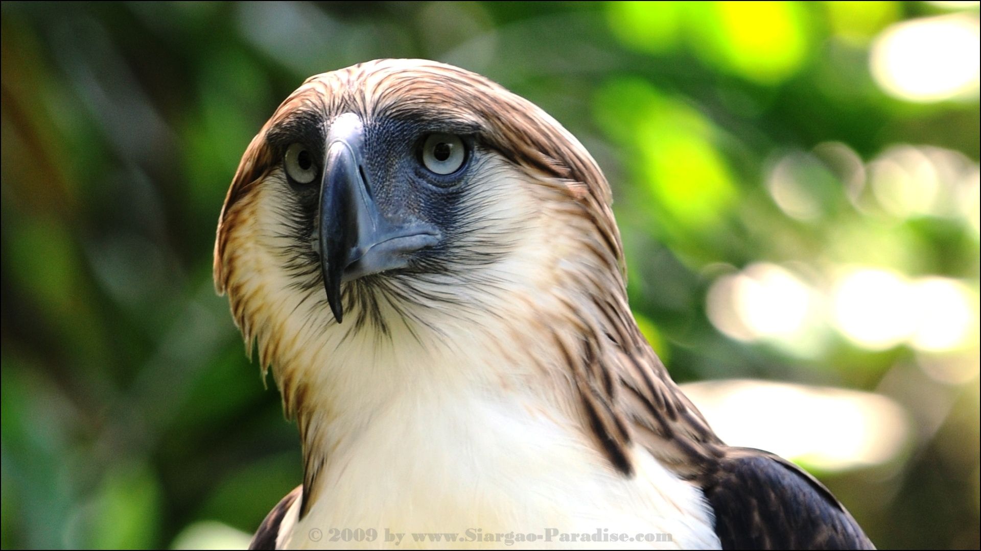 Eagle, bird, great philippine eagle .desktopwallpaperhd.net