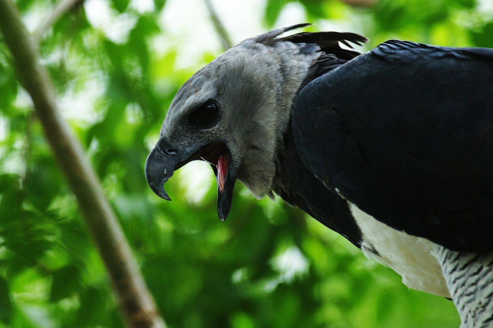 Harpy Eagle Wallpaper HD .wallpapertip.com