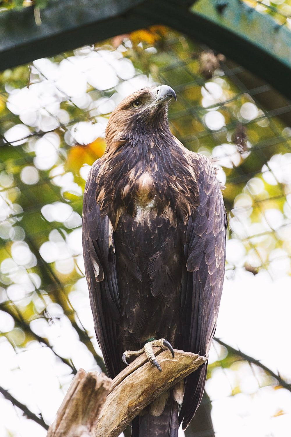 Philippine Eagle Picture. Download .com