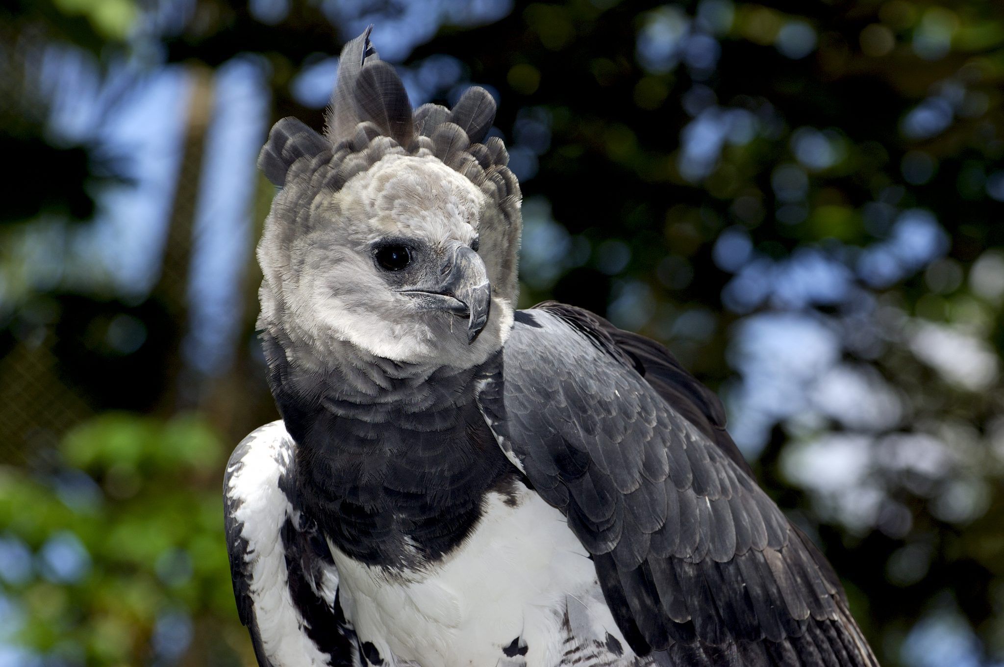 Harpy Eagle HD Background That .itl.cat