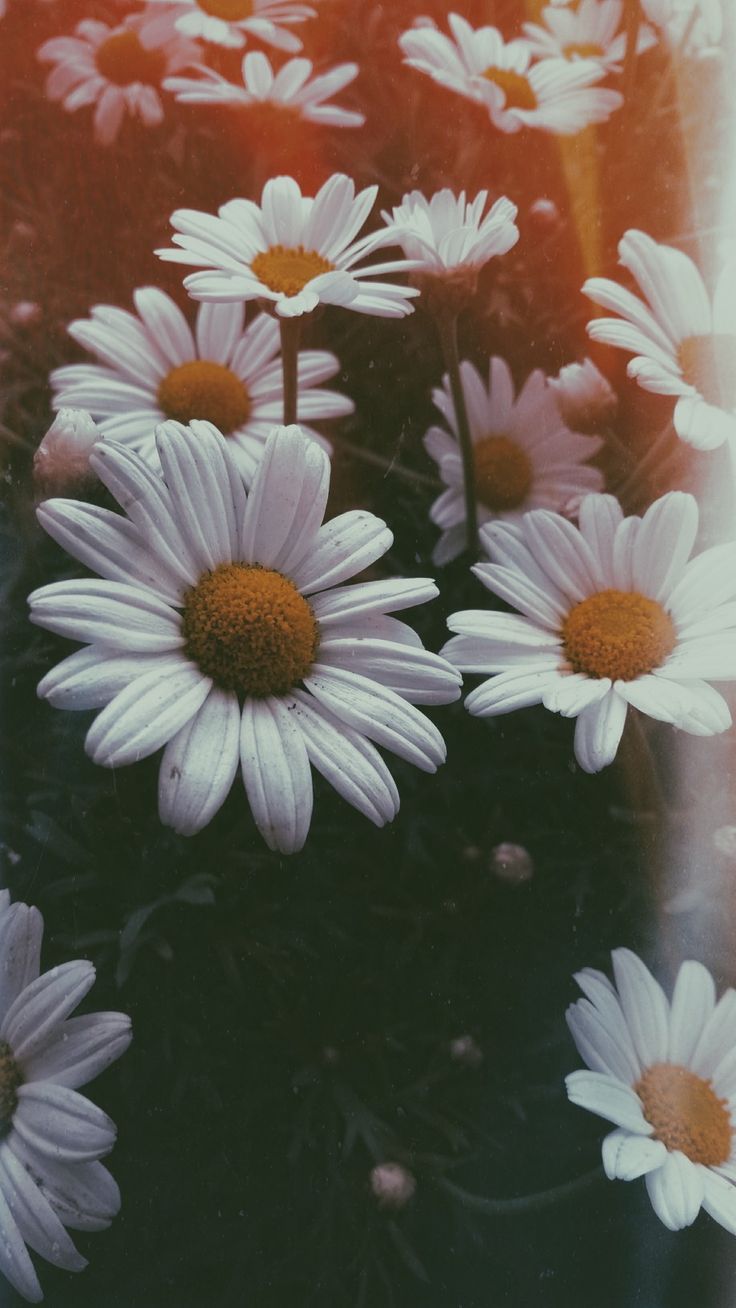 Daisies by Rosiane