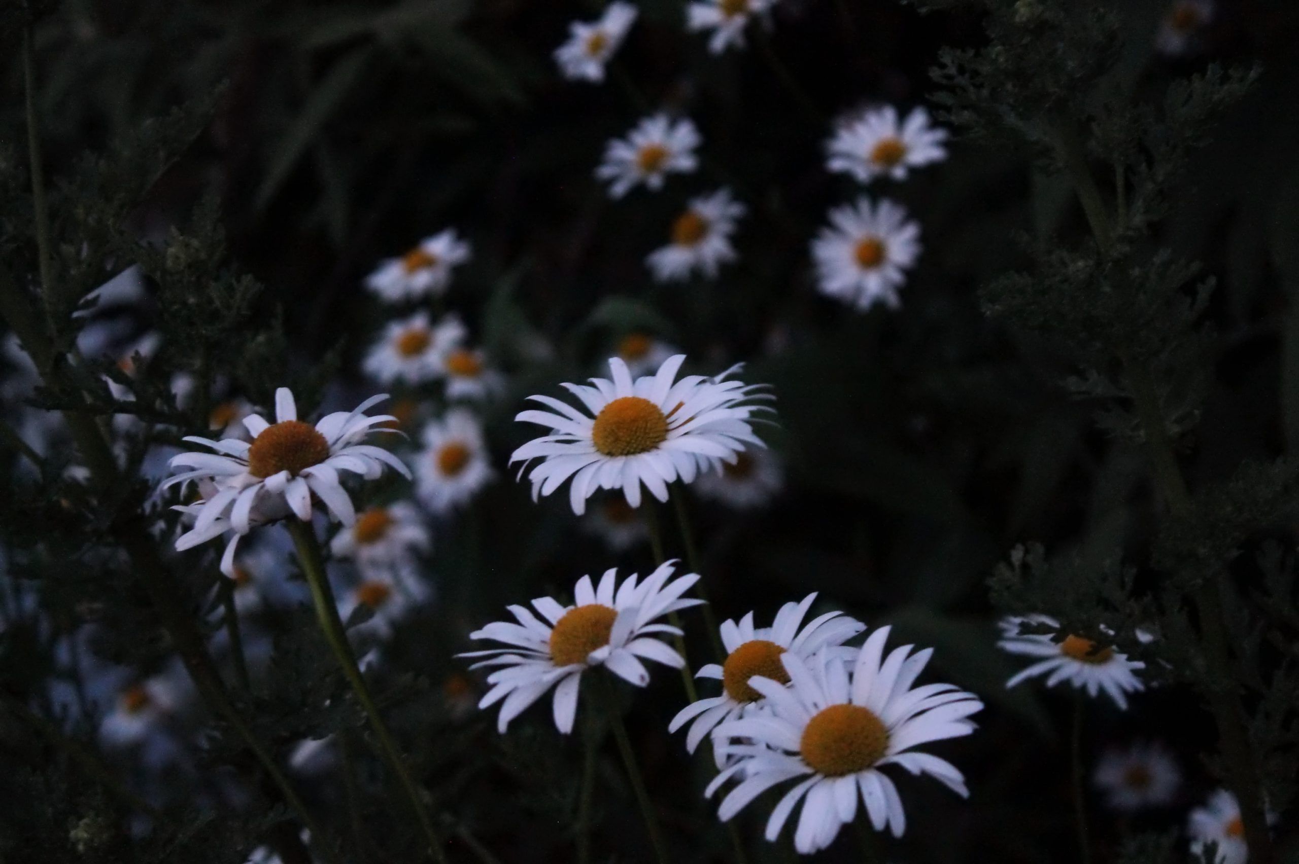 Daisy Aesthetic Wallpapers - Wallpaper Cave