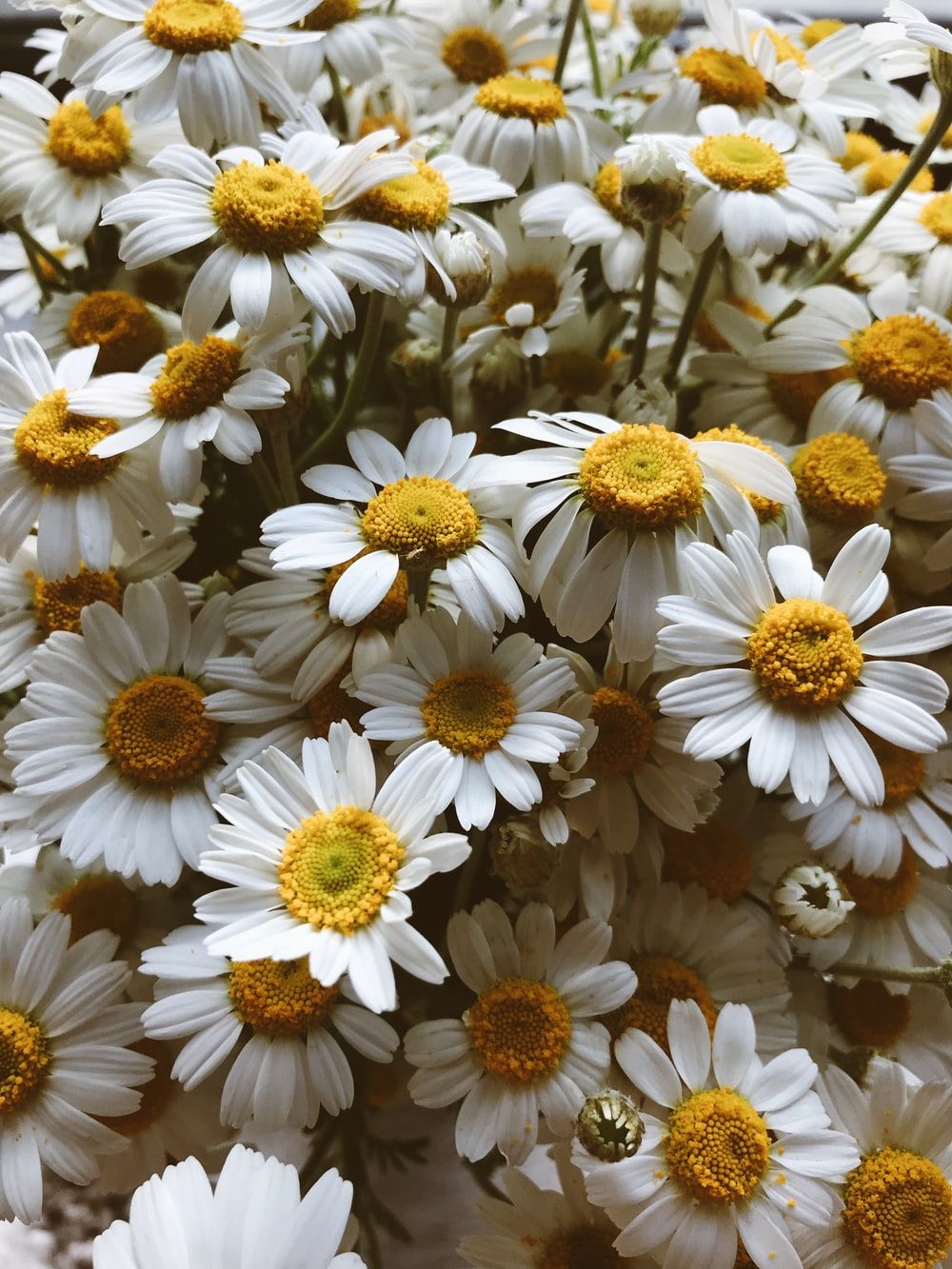 white daisy flowers during daytime .com