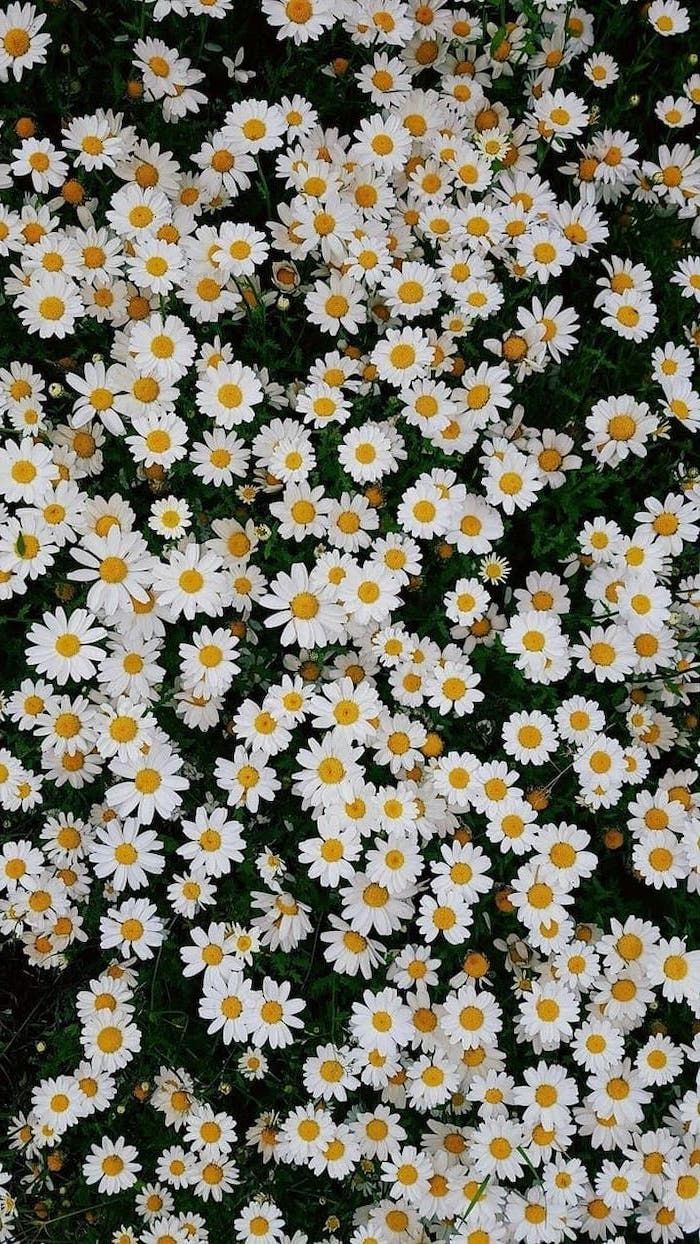 spring desktop wallpaper, lots of small white daisies, floral phone wallpaper. Spring wallpaper, Spring desktop wallpaper, Sunflower wallpaper