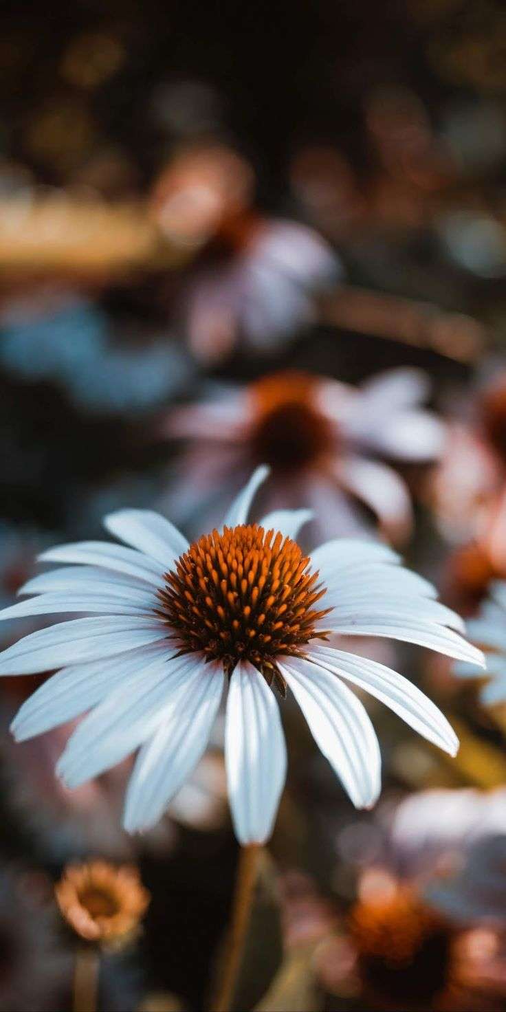 Featured image of post Aesthetic Daisy Wallpapers