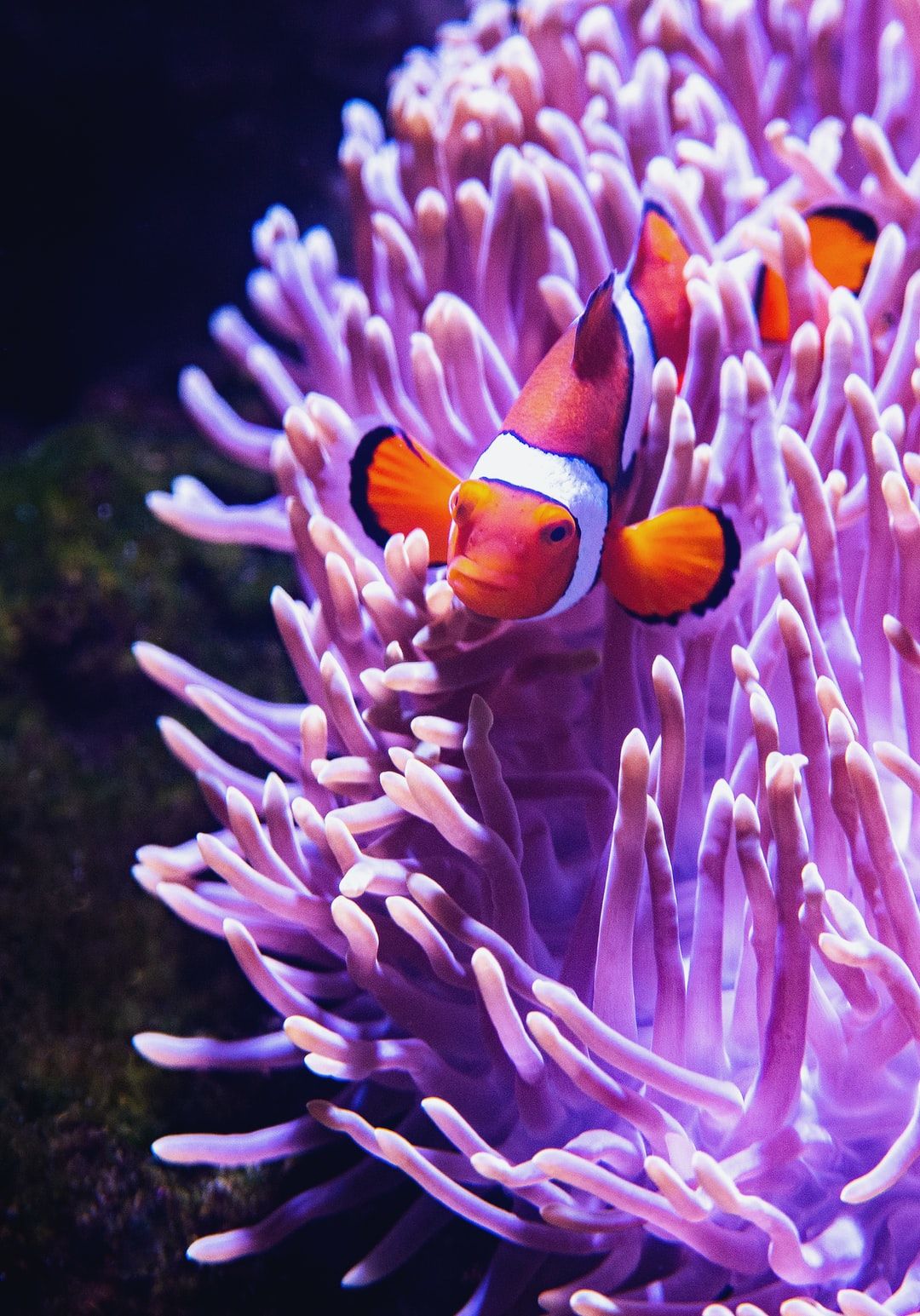 Finding Nemo Picture HD .com