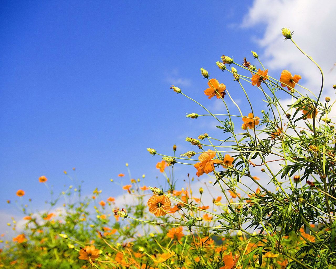 Desktop Wallpaper Spring .wallpaperafari.com