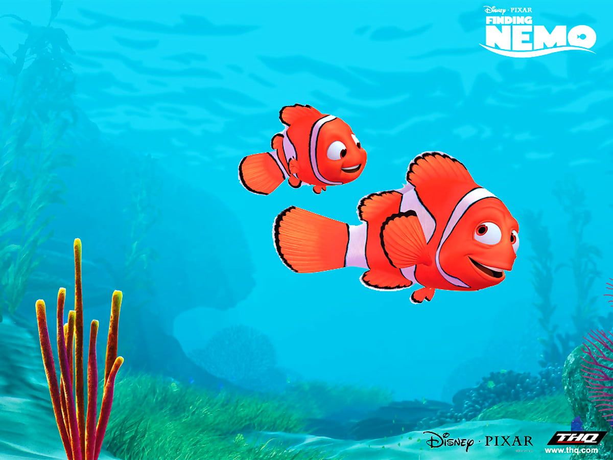 Awesome Anemone Fish, Finding Nemo .wallpapic.com