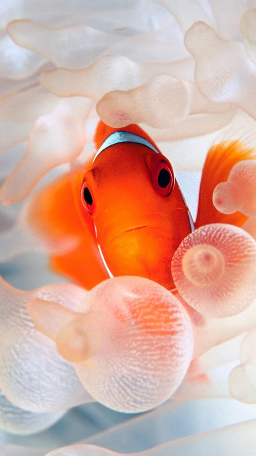 Gold Fish Nemo Orange Sea Wallpaper .bestwallpaper.net