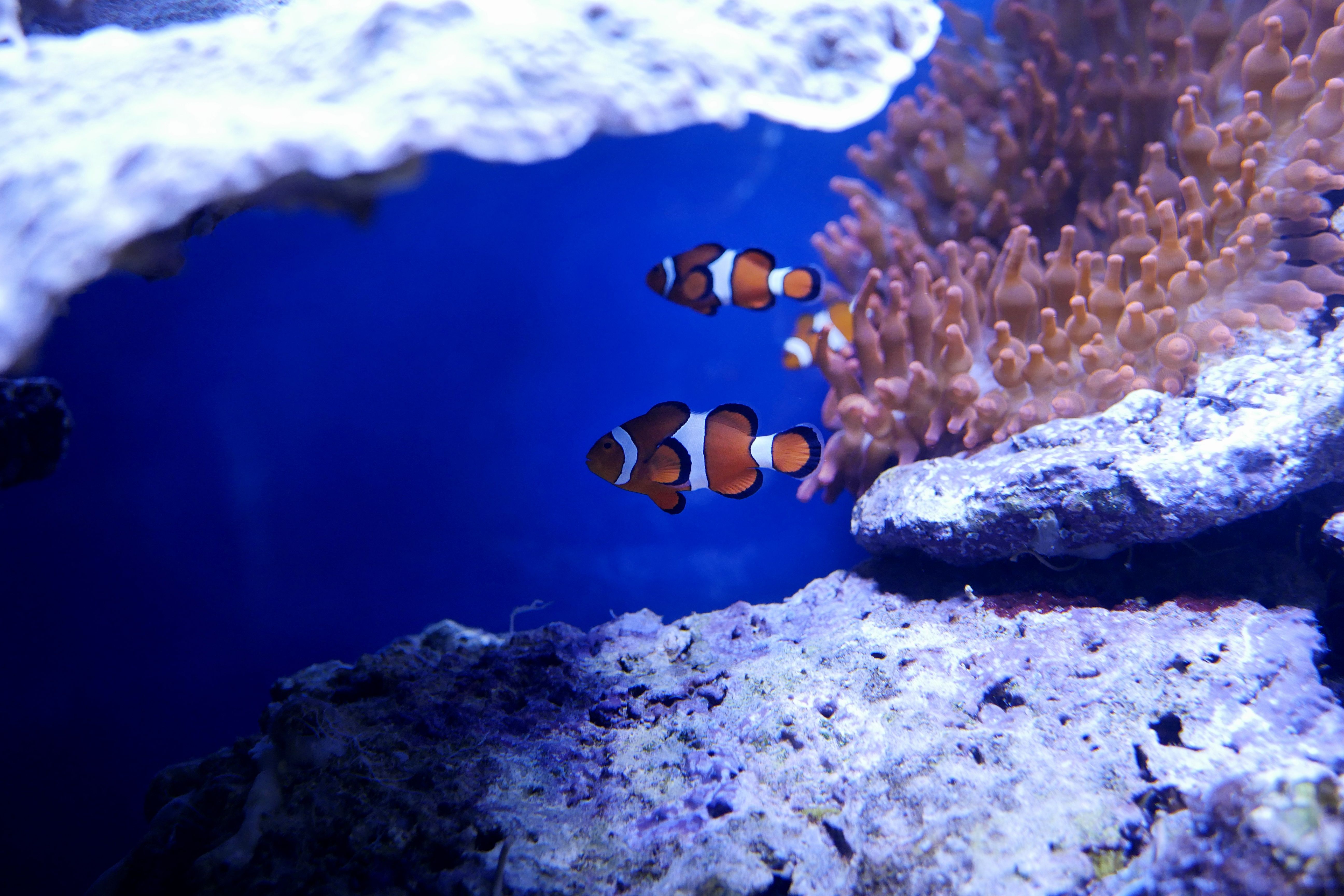 Nemo Fish In Real Underwater 5k, HD .hdqwalls.com