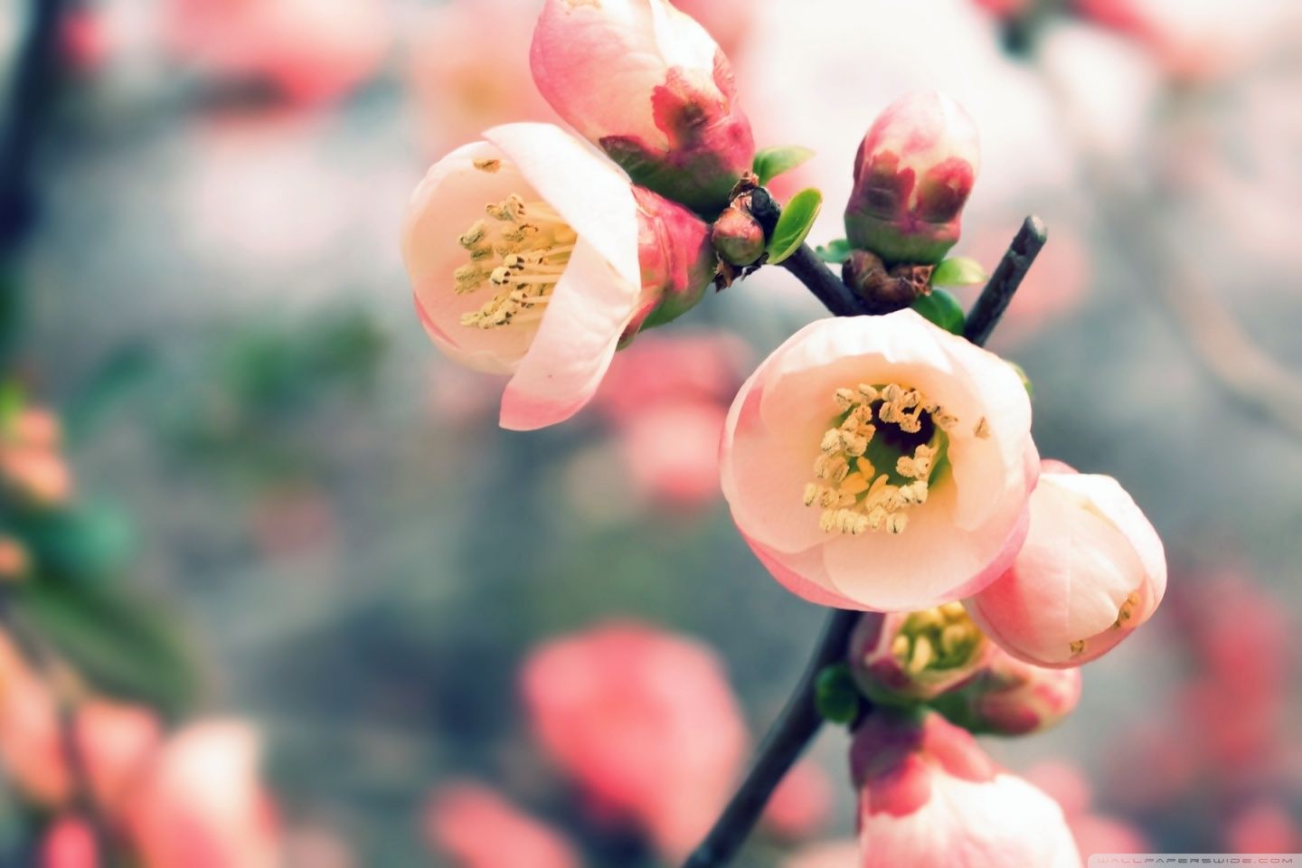 Welcome Spring Ultra HD Desktop .wallpaperwide.com