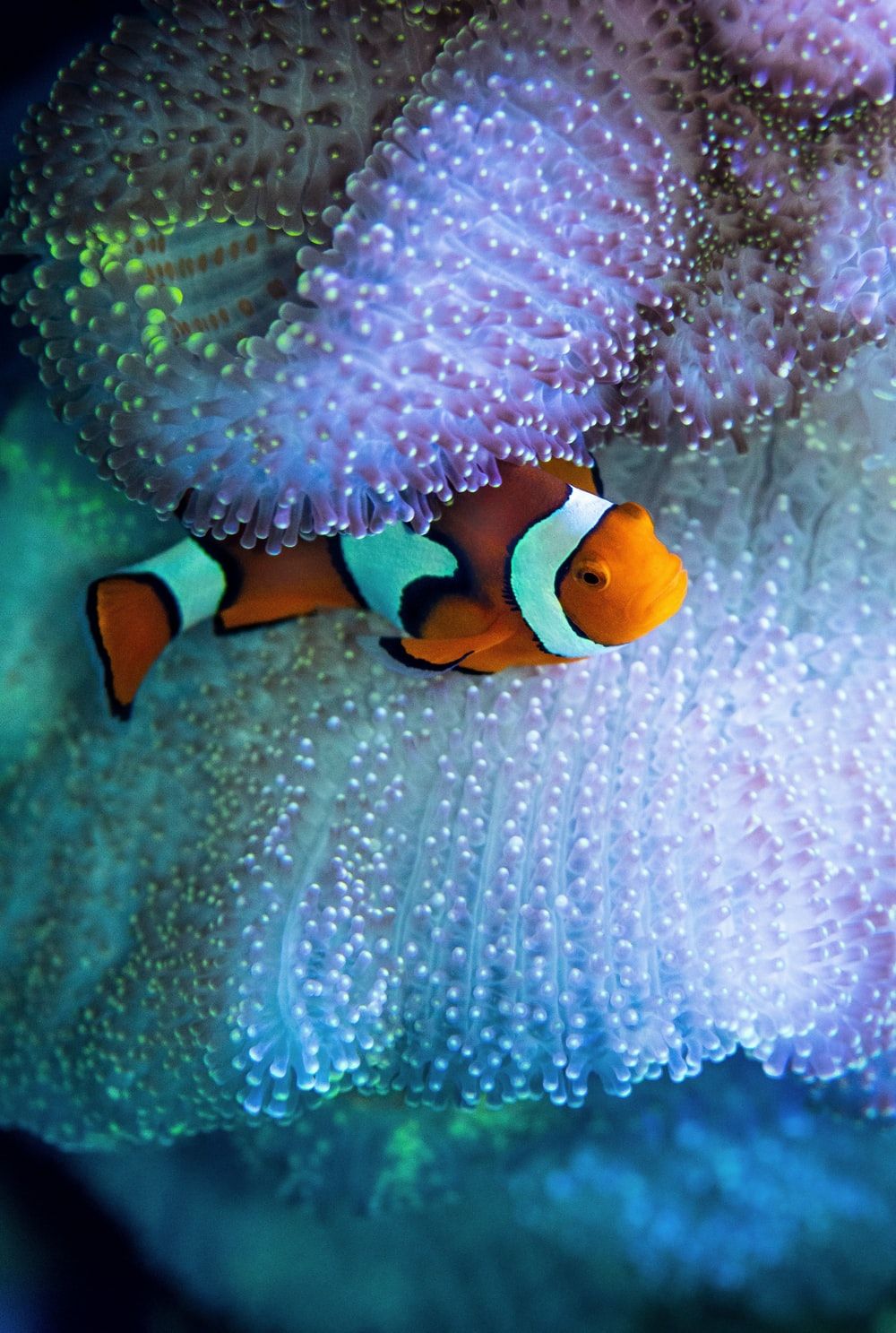 Clown Fish Picture .com