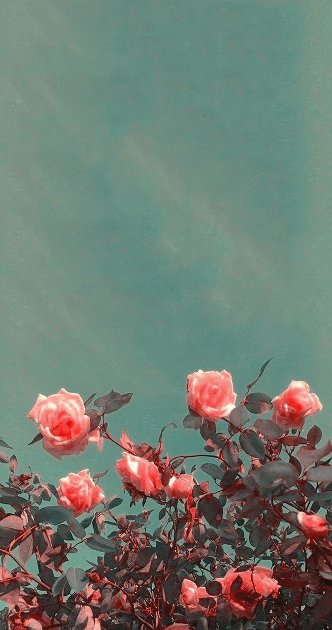 Beautiful Flower Wallpaper For iPhone Free Download In 2020 Wallpaper Flowers Photography Aesthetic Pastel Cartoon Spring Cute