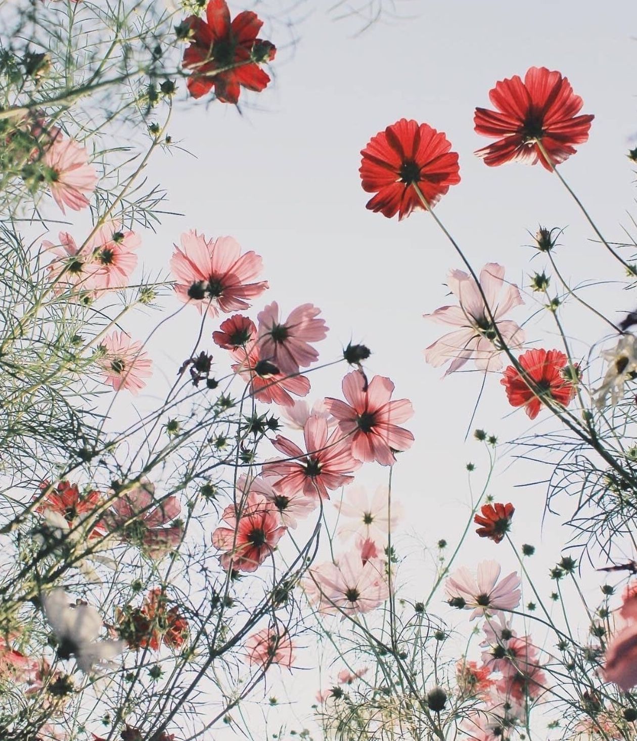 ✰ P I N T E R E S T :. Flower aesthetic, Beautiful flowers, Flower wallpaper