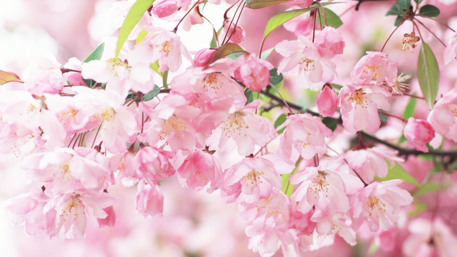 Free download Description Sakura Spring .wallpaperafari.com