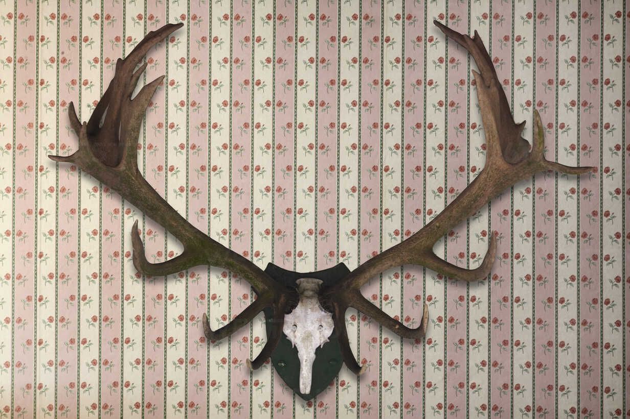 Deer antler on aesthetic wallpaper .westend61.de