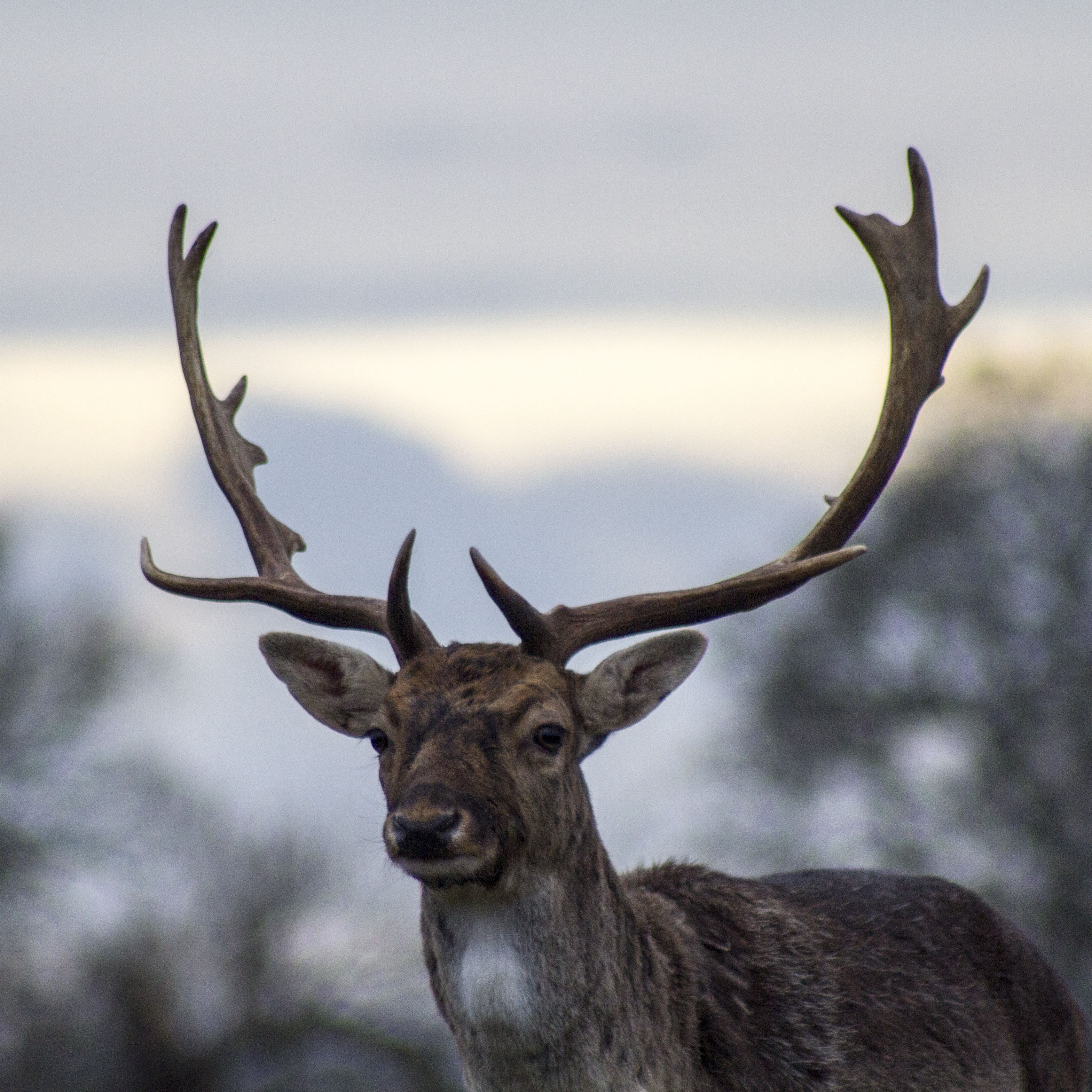 Deer Antlers Wallpapers - Wallpaper Cave