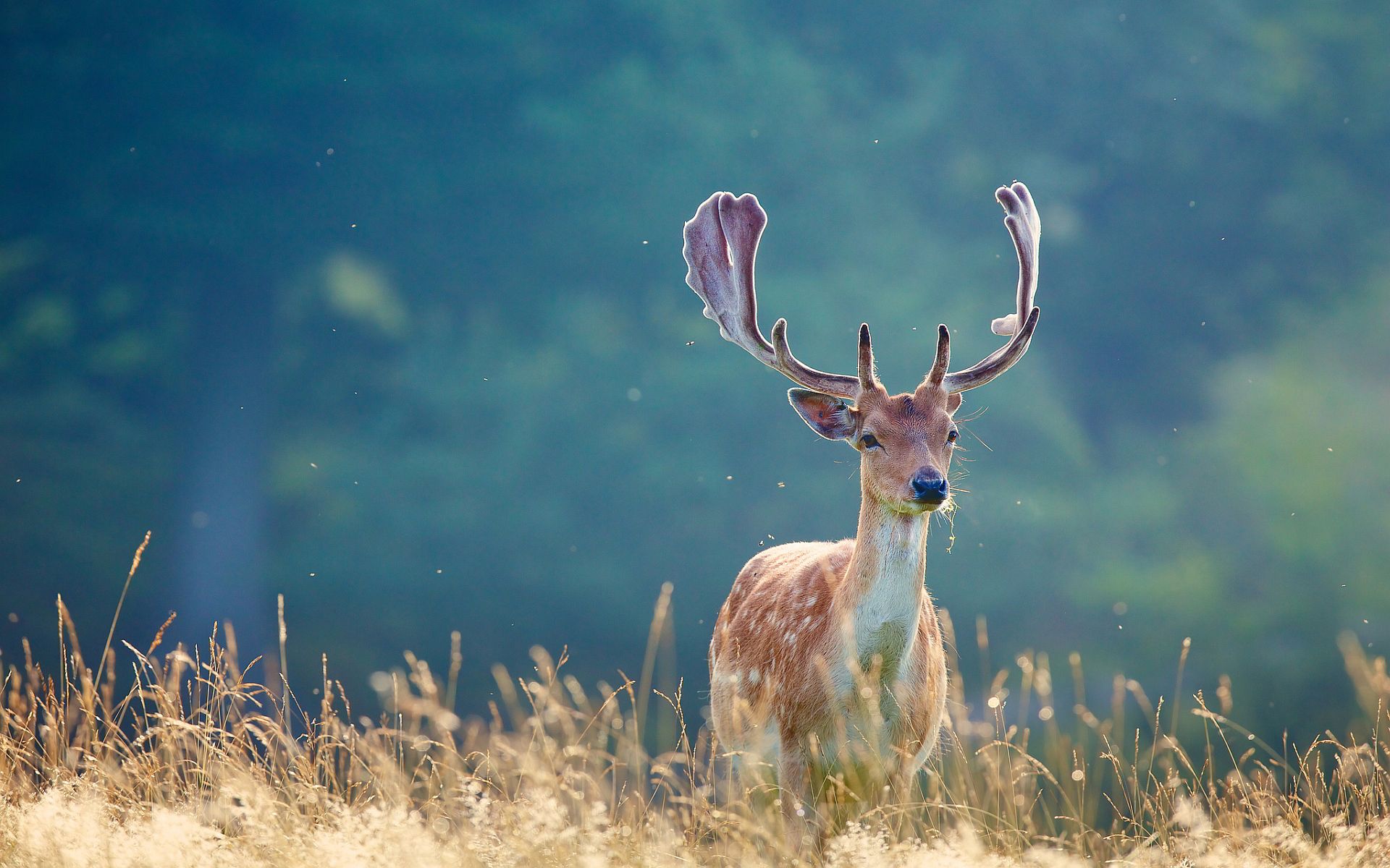 HD wallpaper nature forest animal deer antler antler carrier cervus  elaphus  Wallpaper Flare