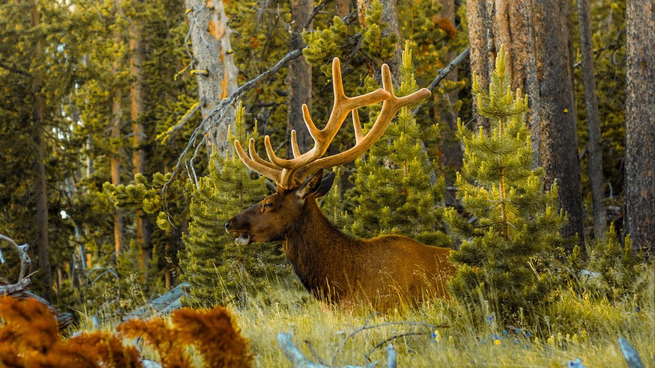 Wallpaper deer, antlers, animal, forest .wallpapercraft.com