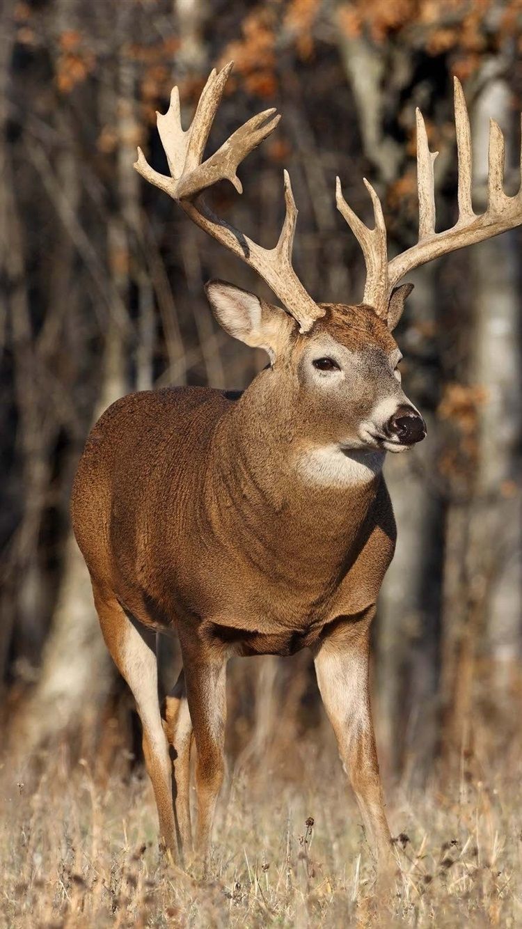 Wallpaper Deer Natural Environment Antler Atmosphere Horn Background   Download Free Image