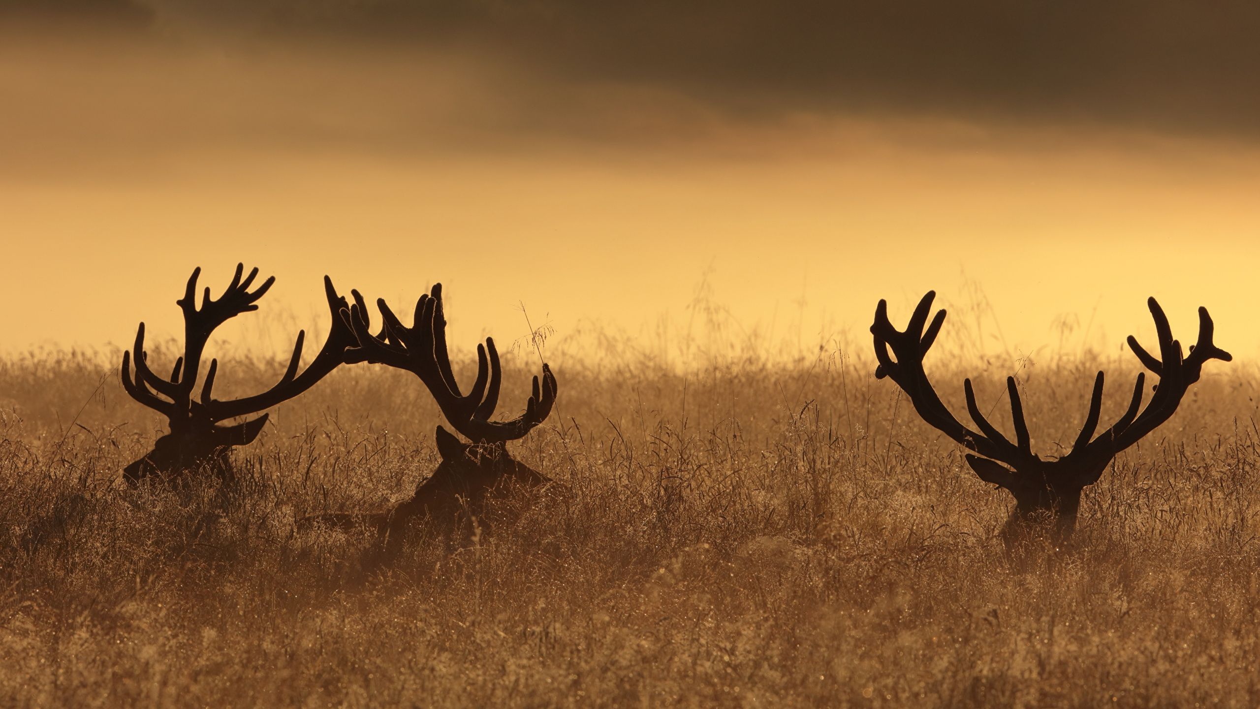 Desktop Wallpaper Deer Horns Grass .1zoom.me