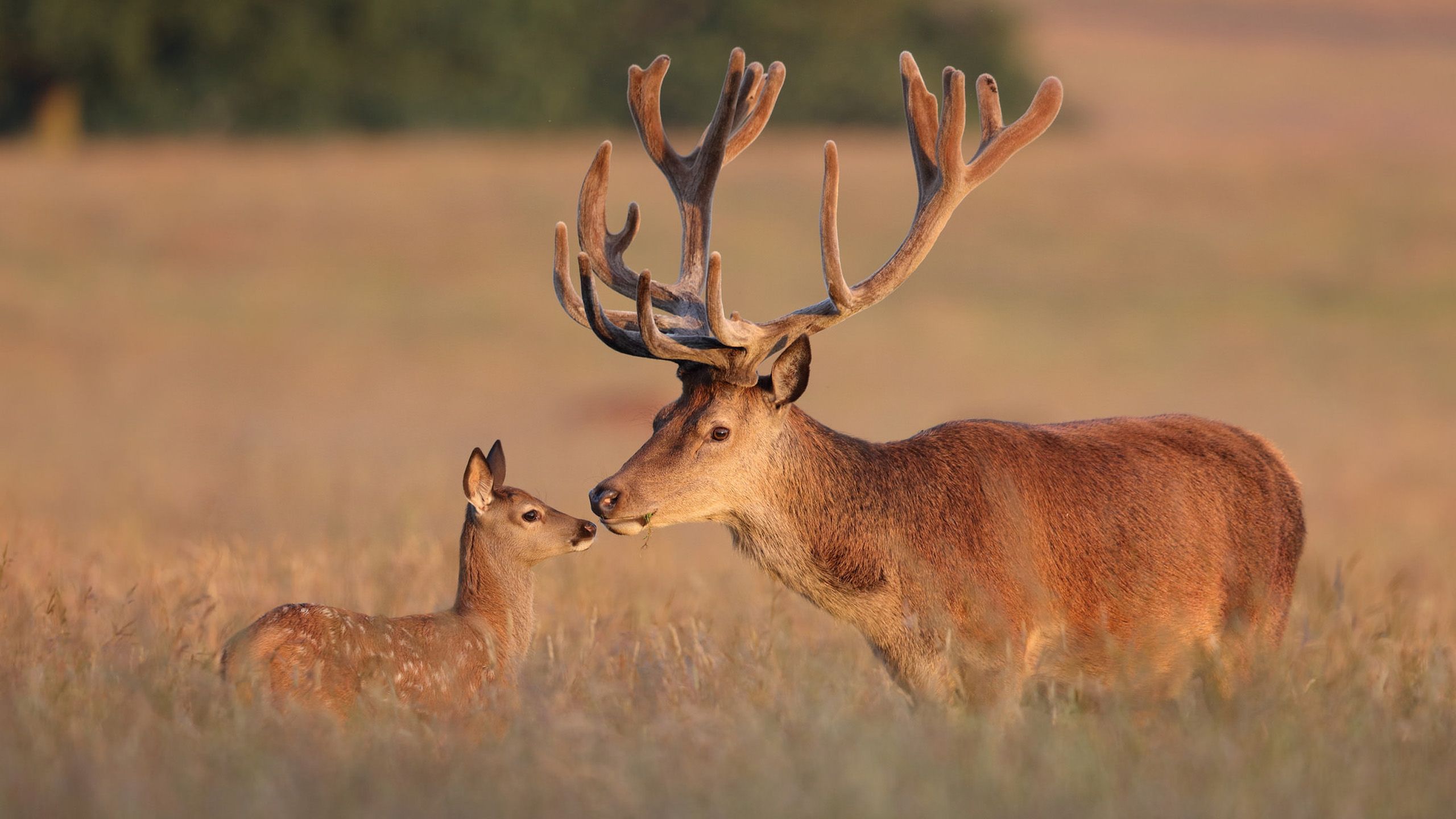 Deer Antlers Wallpapers - Wallpaper Cave