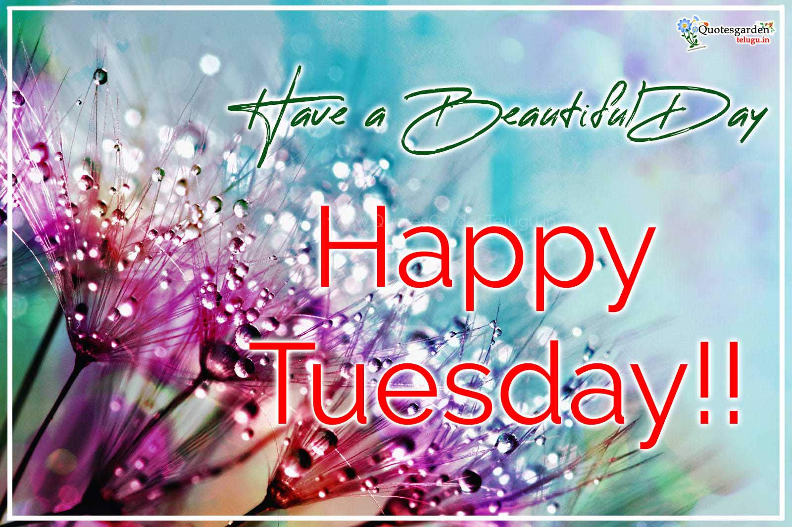 beautiful happy tuesday image with top .quotesgardentelugu.in